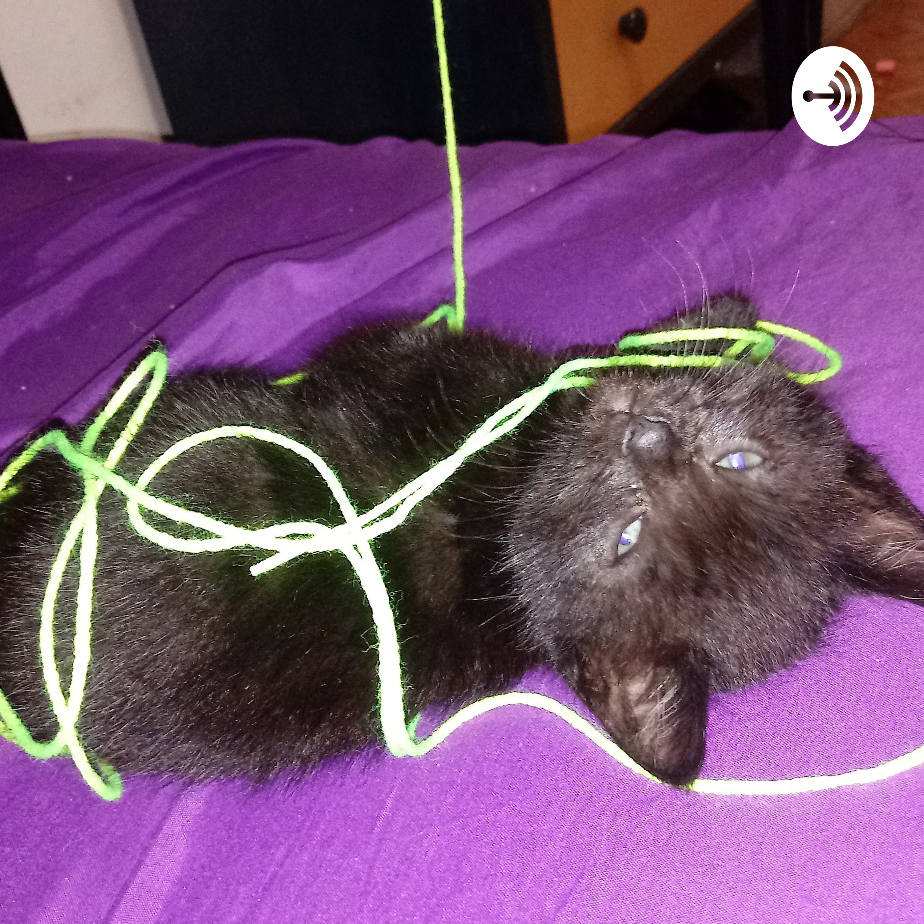 Chaotic Feline