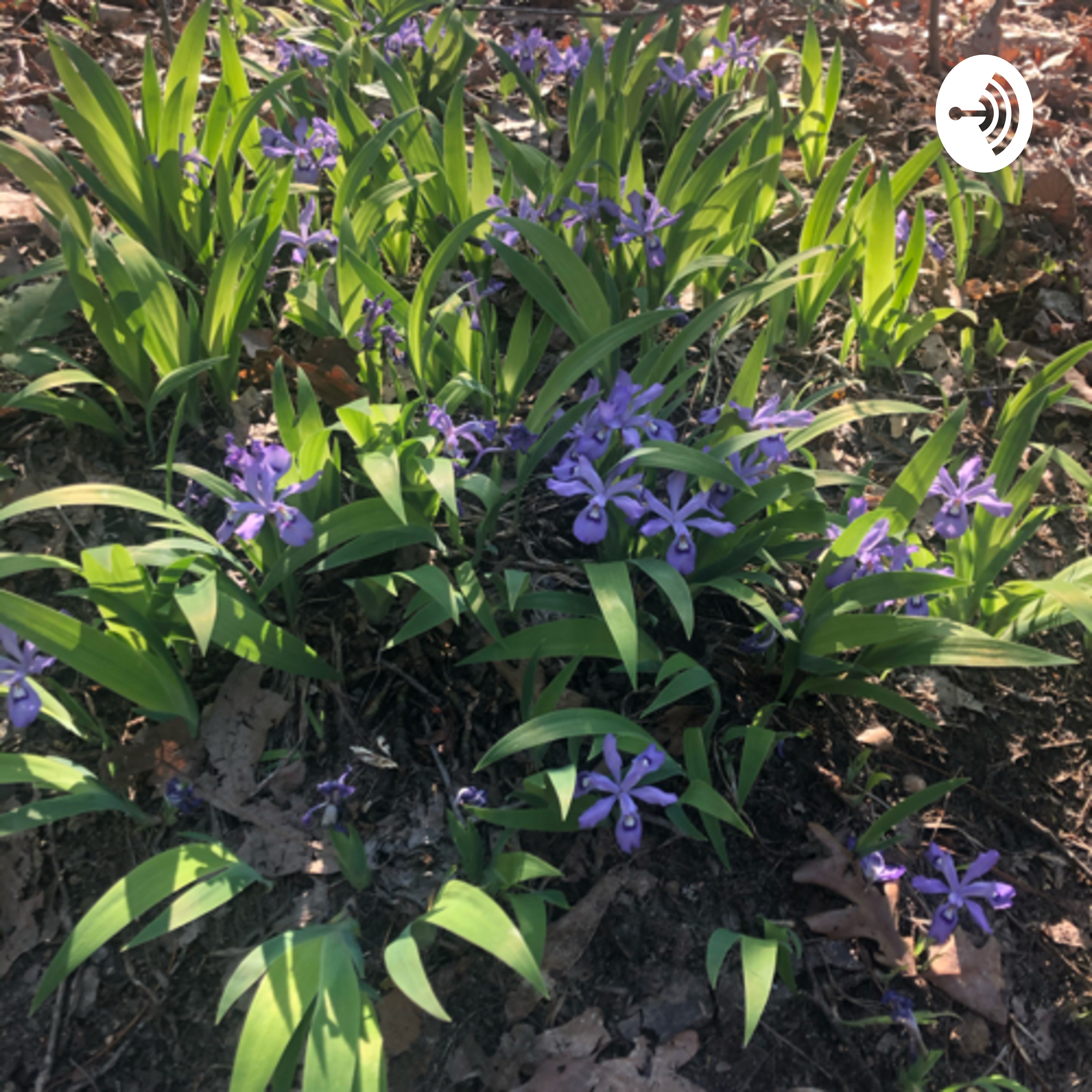 Purple Elephant Playground