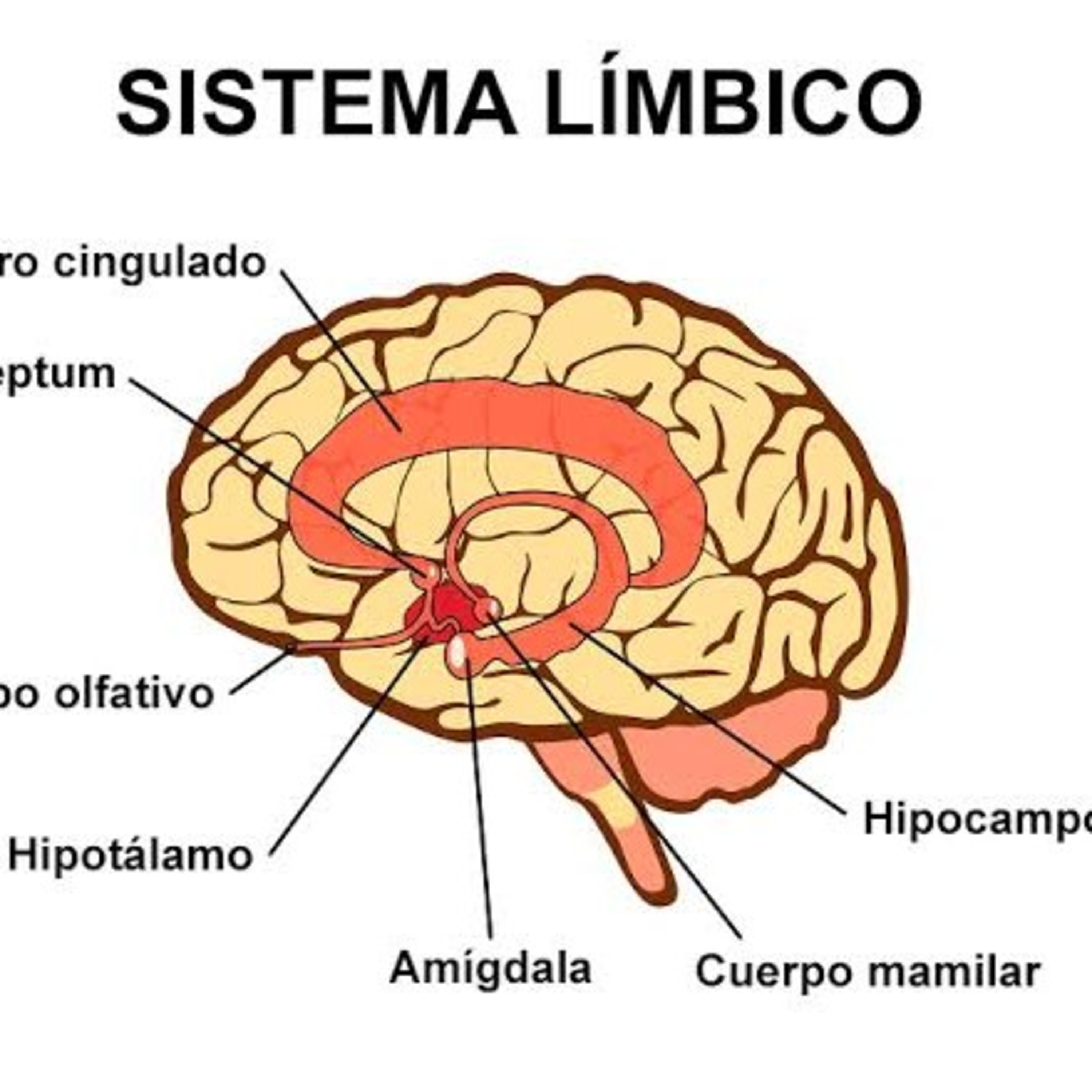 Sistema Límbico 