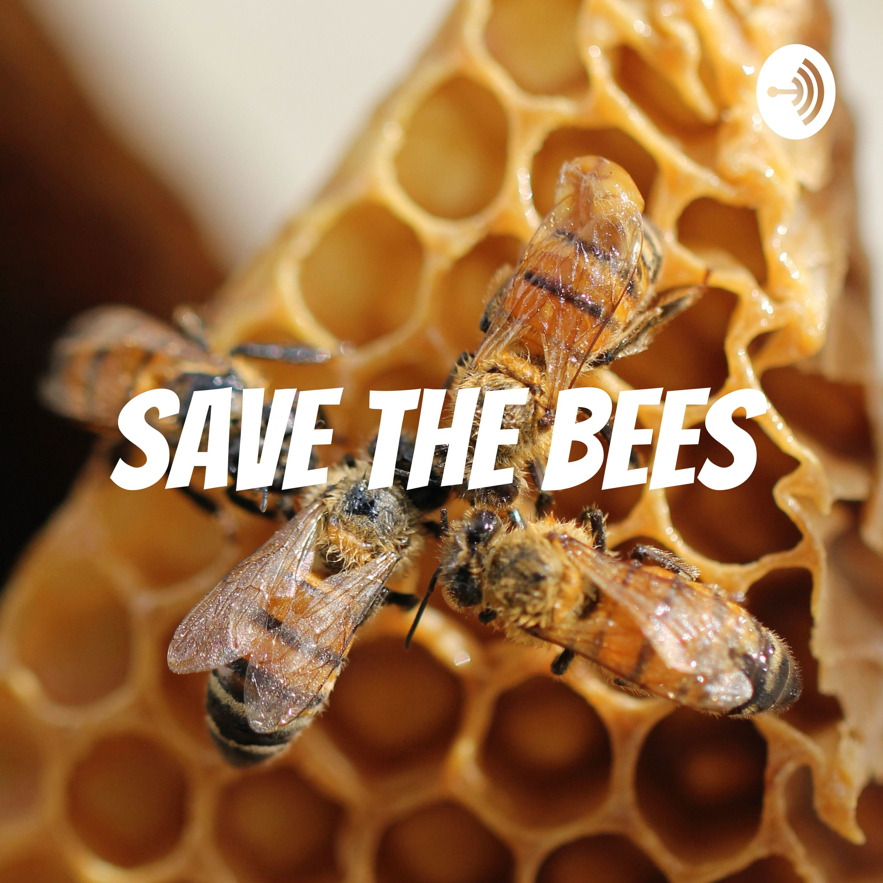 save the bees 