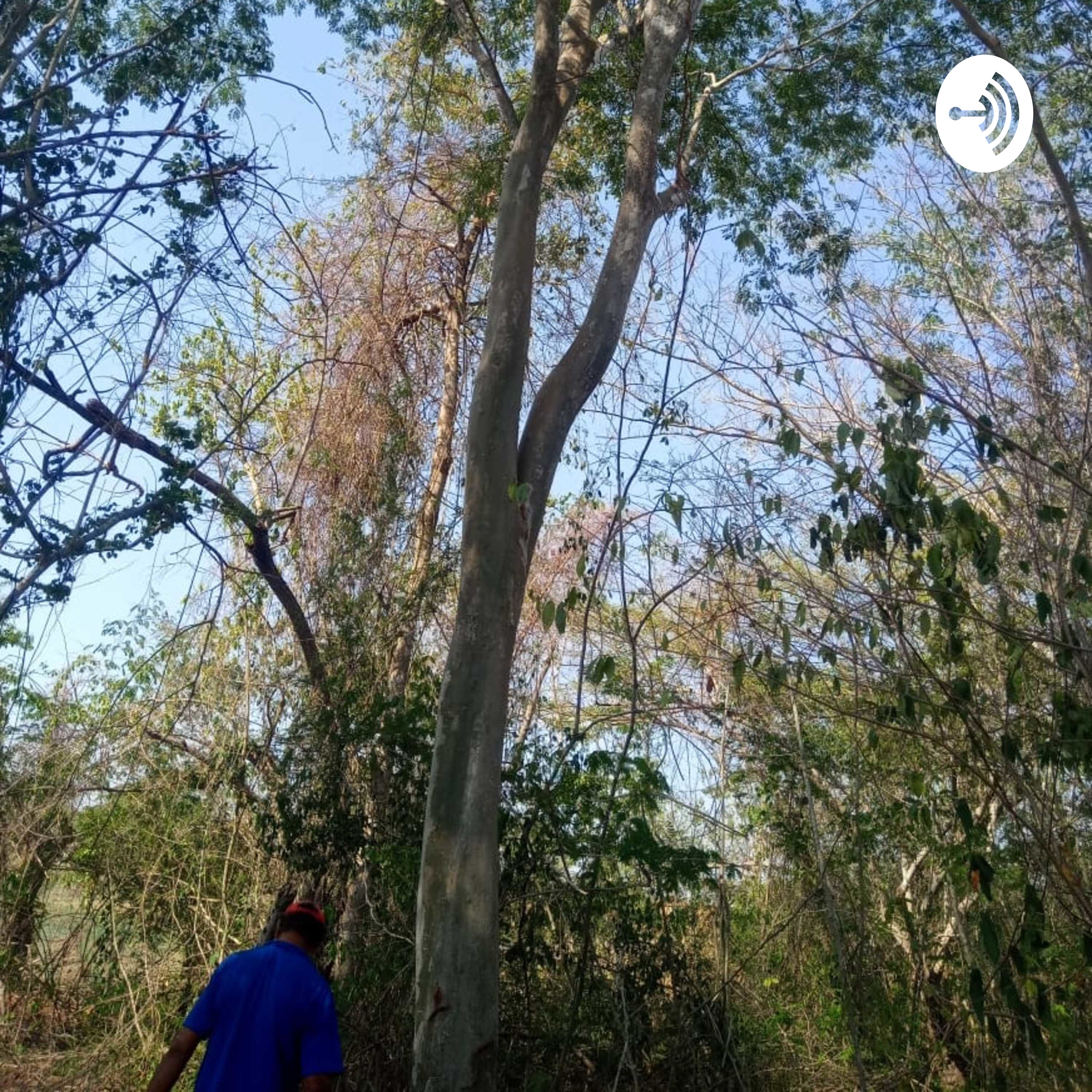 Acciones para la conservación y recuperación del Bosque Seco en Los Palmitos