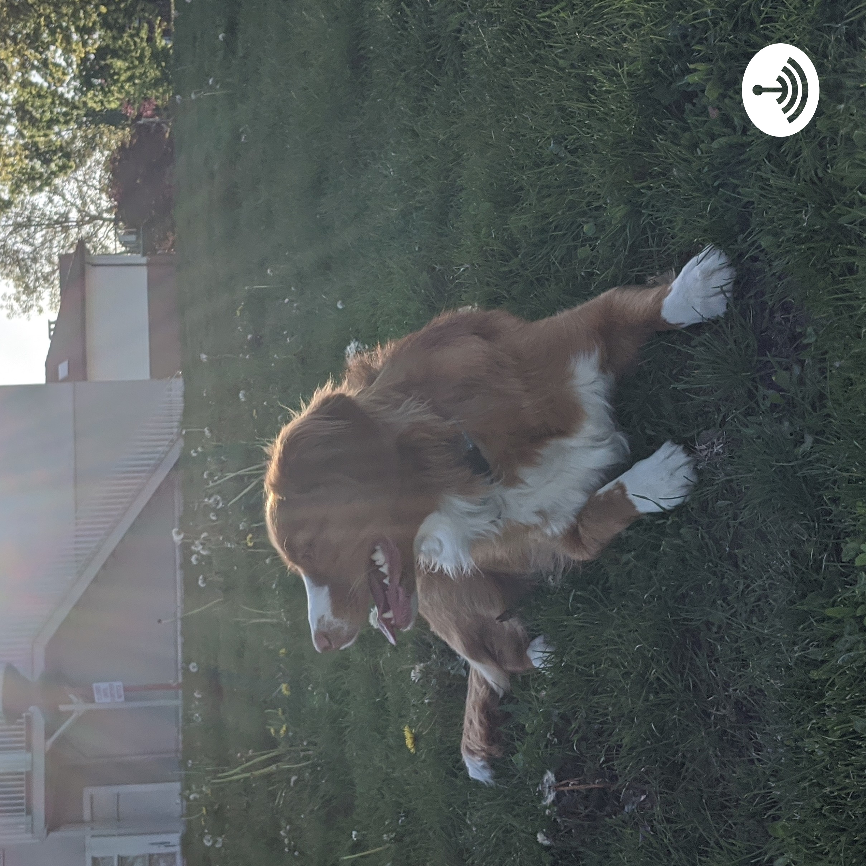 Pup Talk Podcast