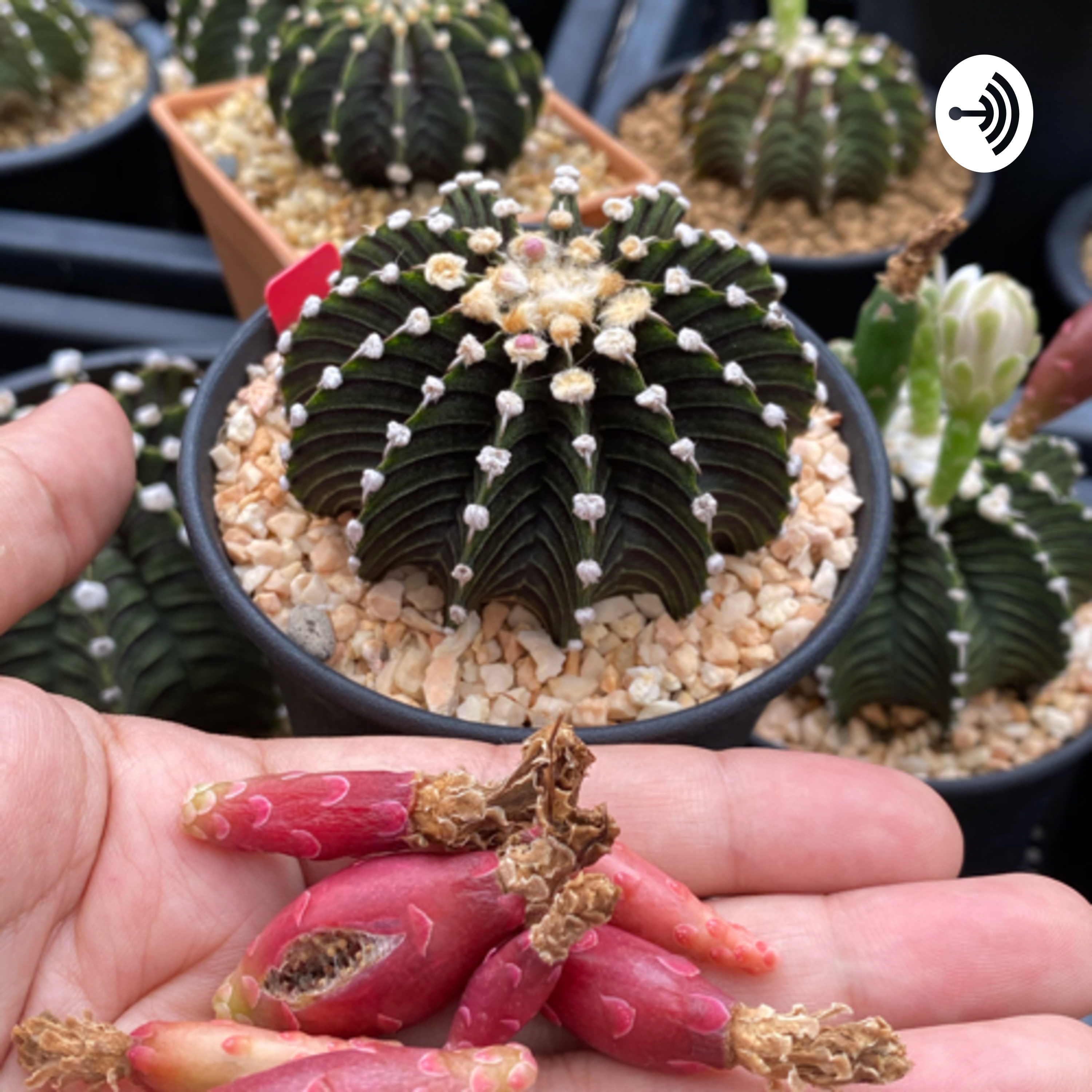 Cactus by Yui