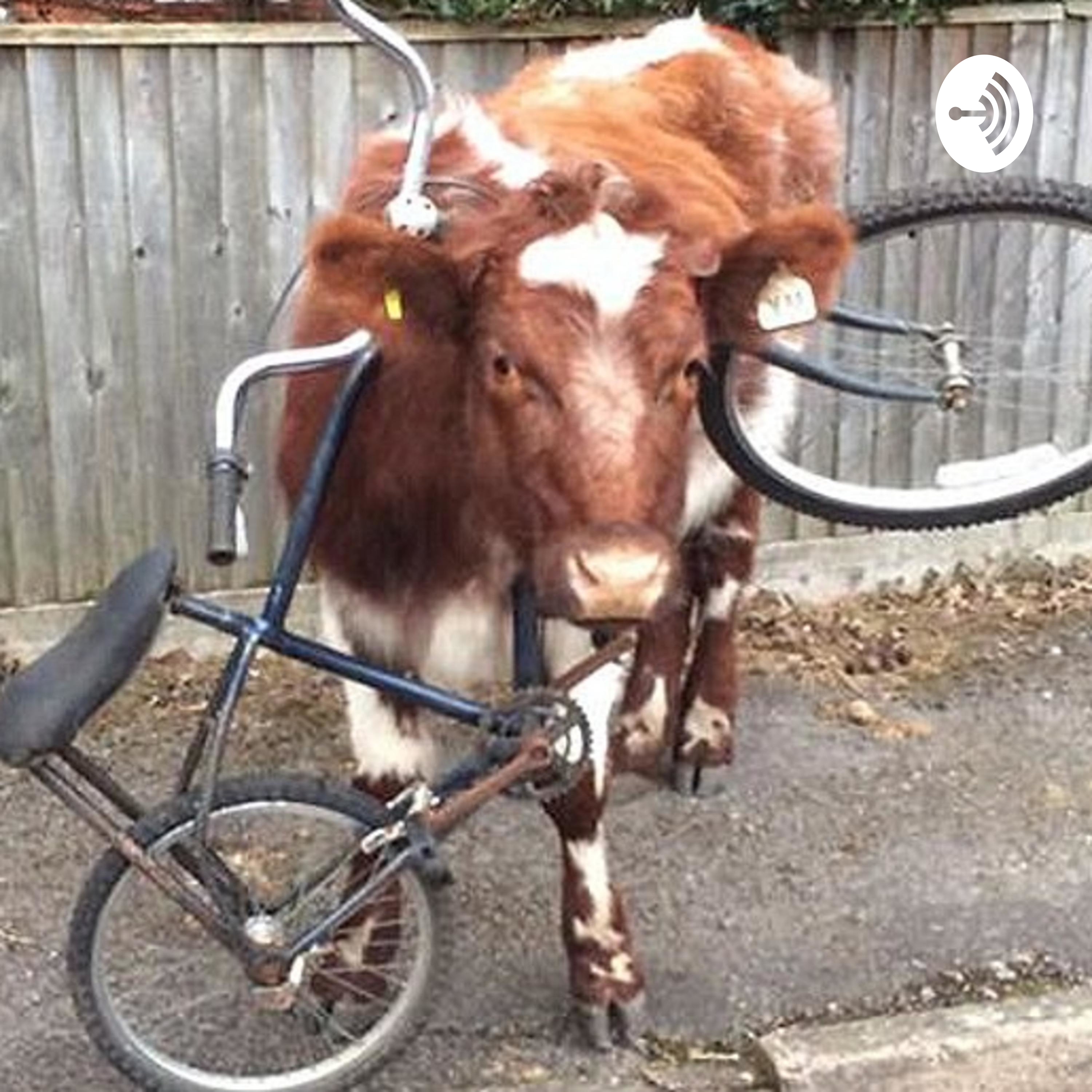 Cycling Beef