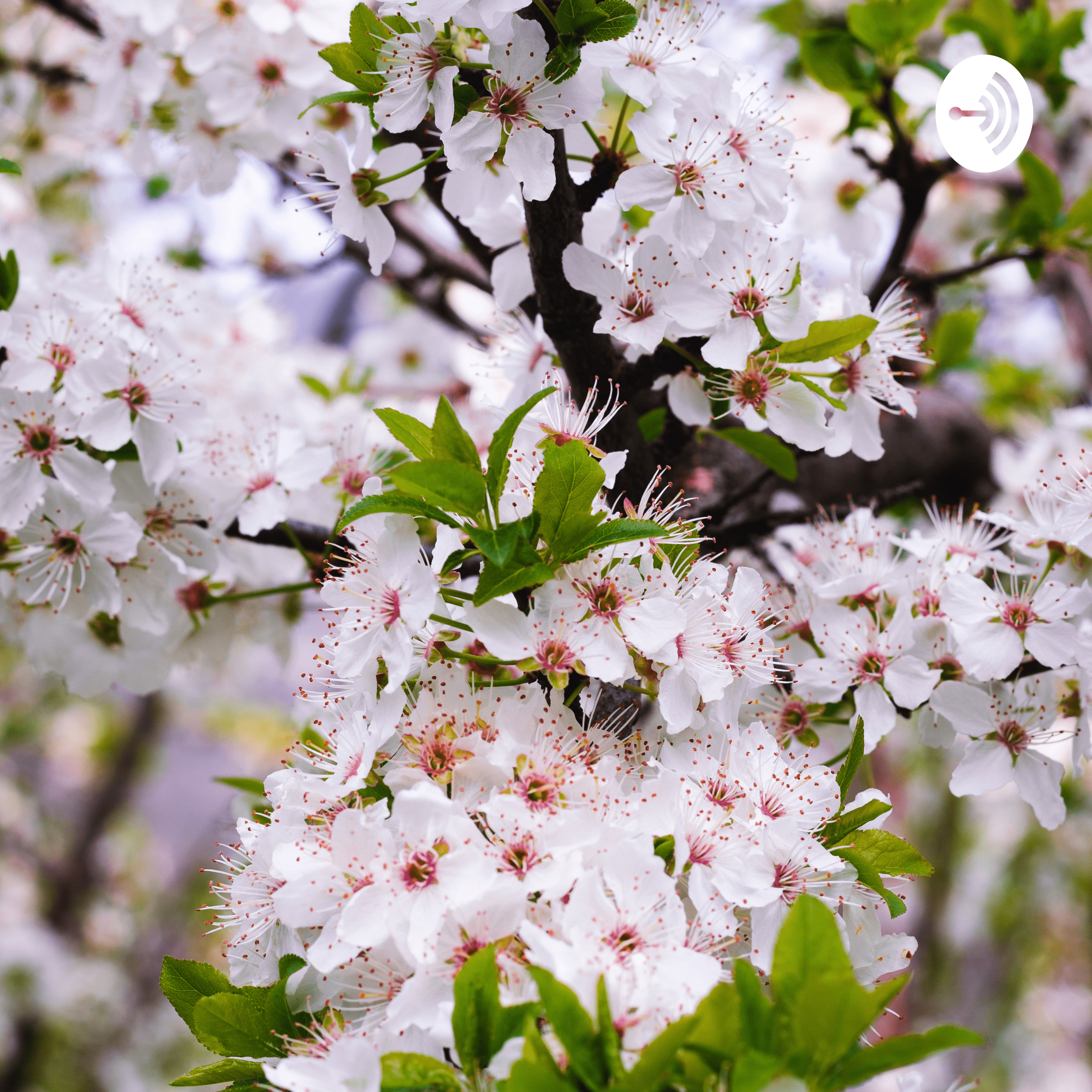 Mito recreado (origen de la primavera) 