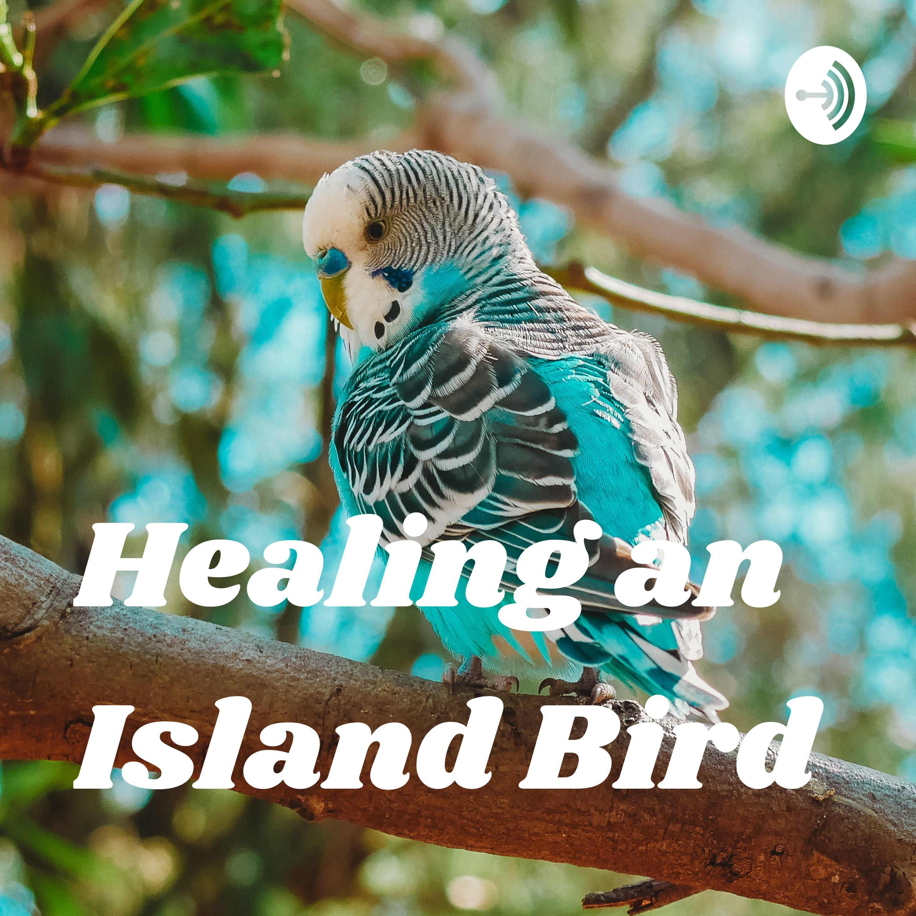 Healing an Island Bird