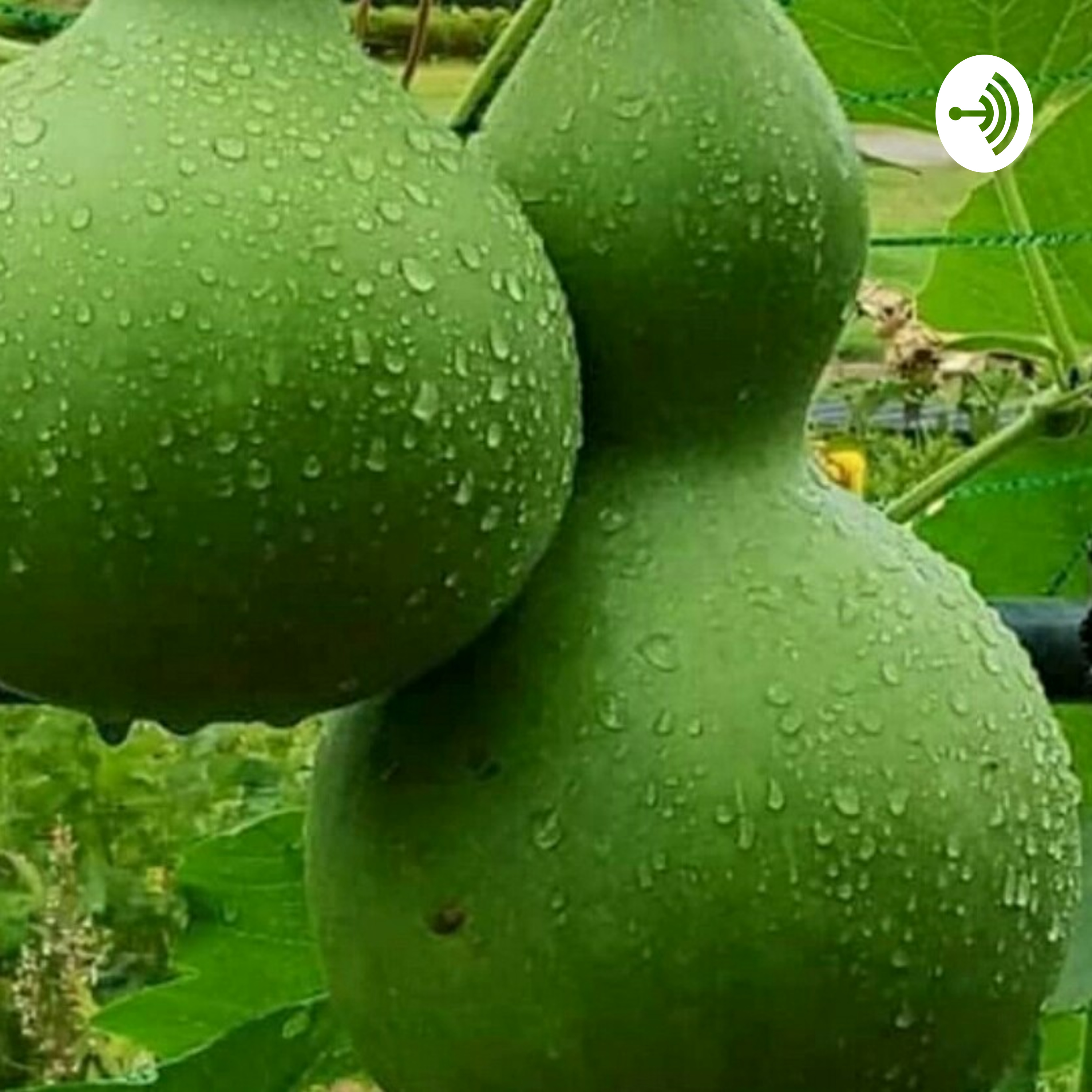 Export Market For Horticulture podcast artwork