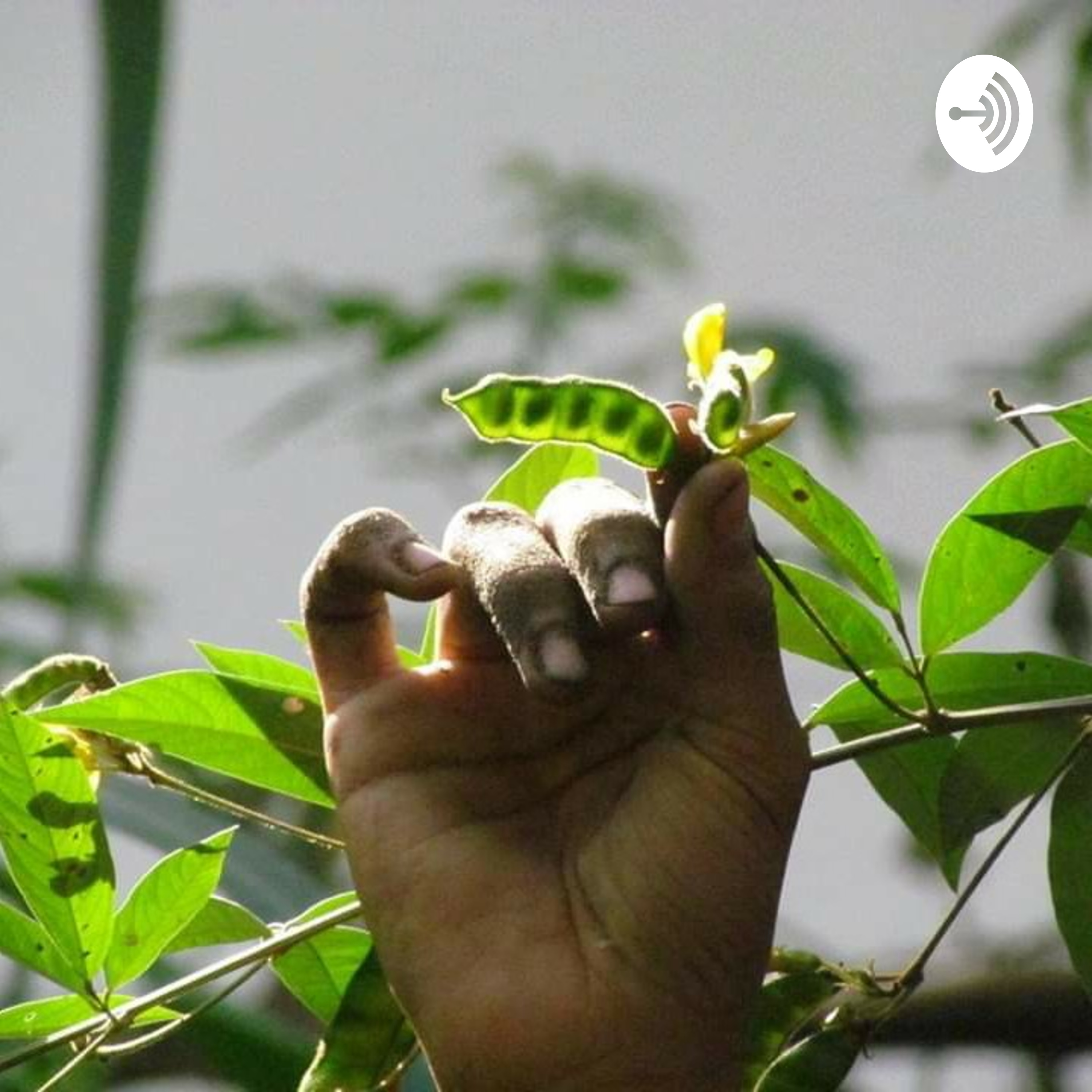 ¡La semilla que camina!