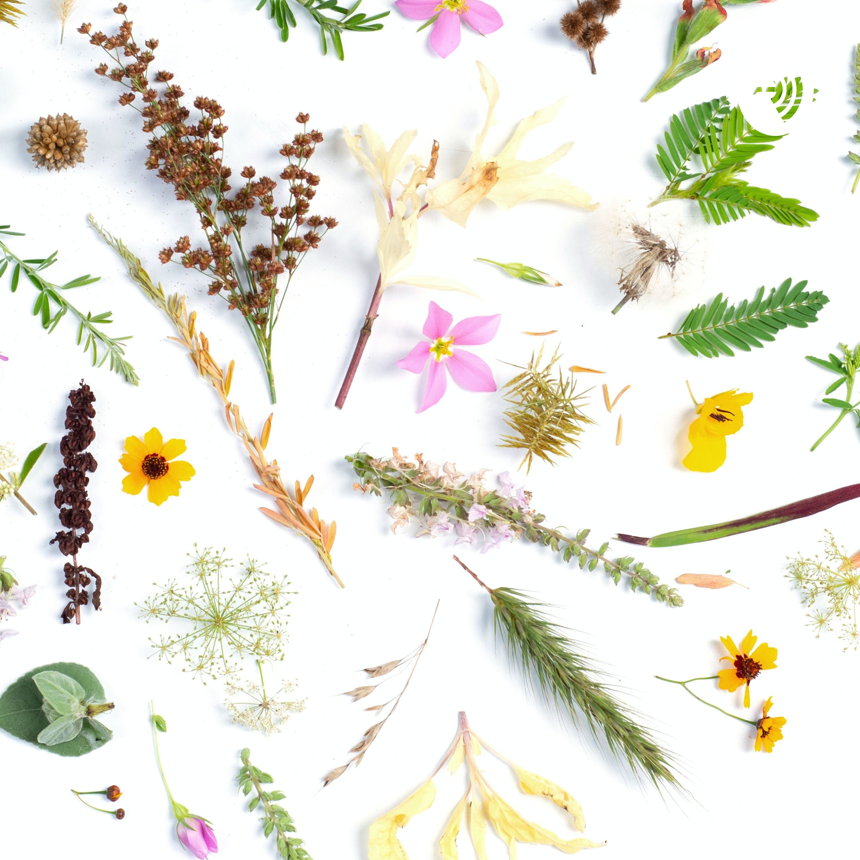 हिन्दी कविता