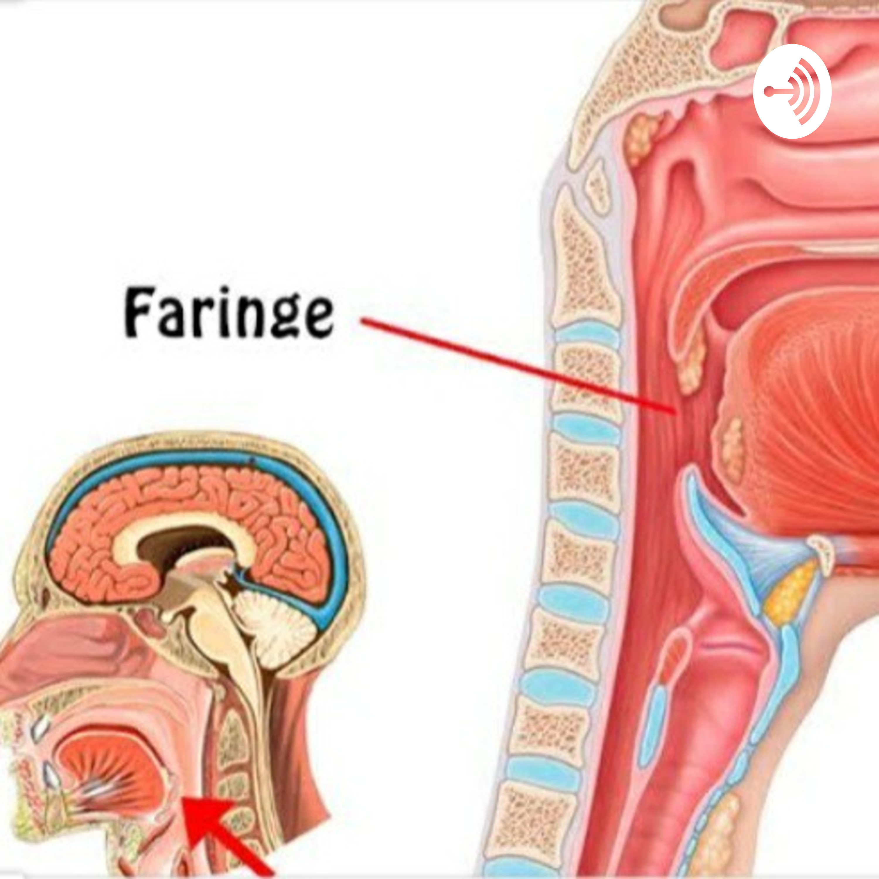 Faringe aprende Anatomia