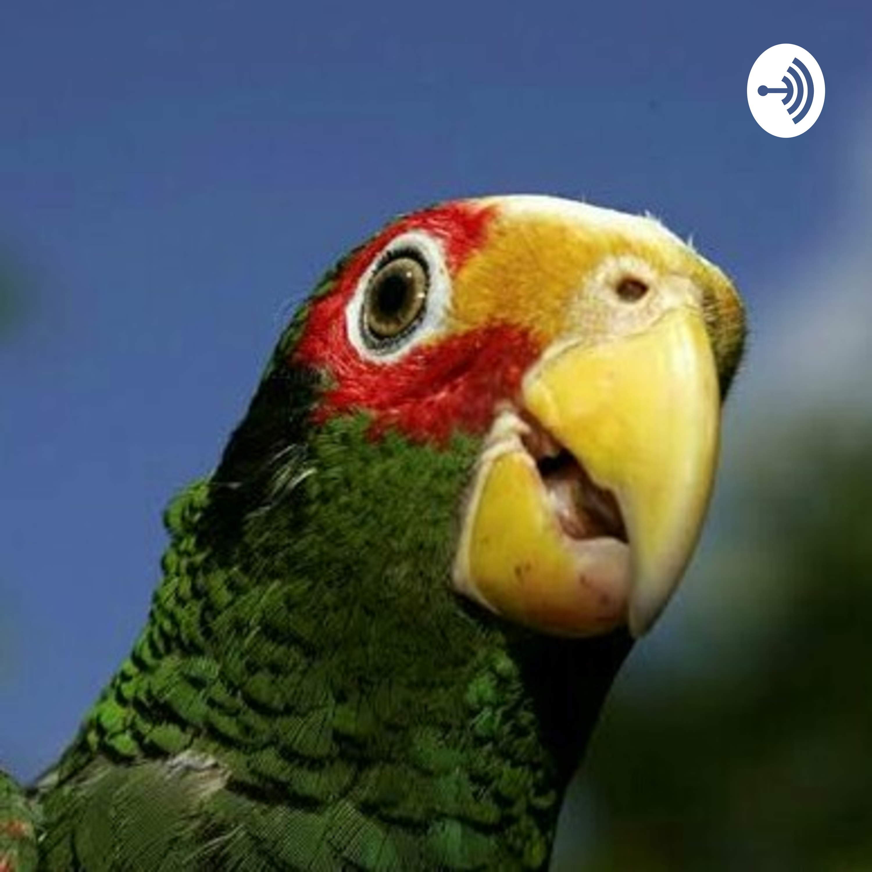 Amazona xantholora y la Biodiversidad