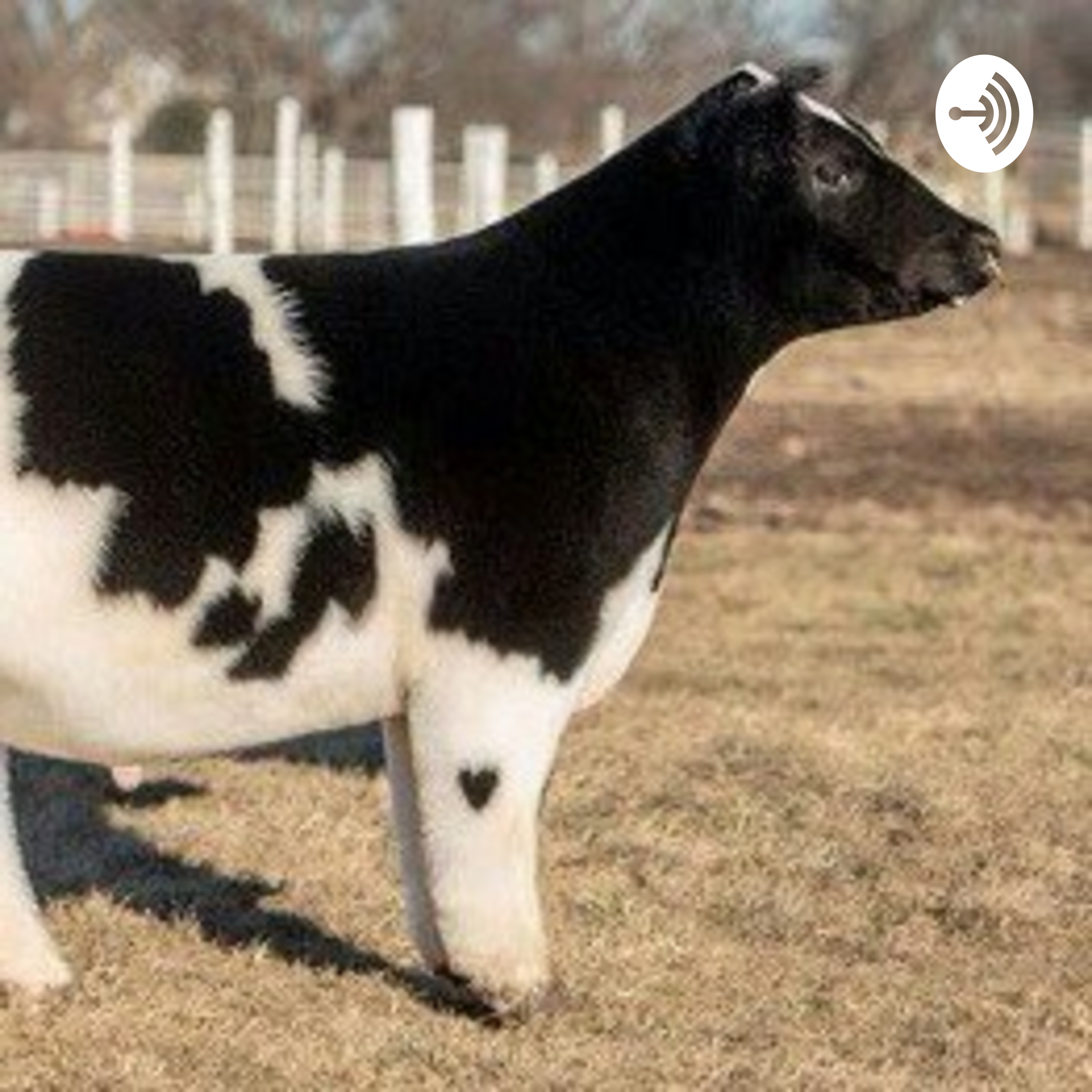 sapi ngomong. podcast