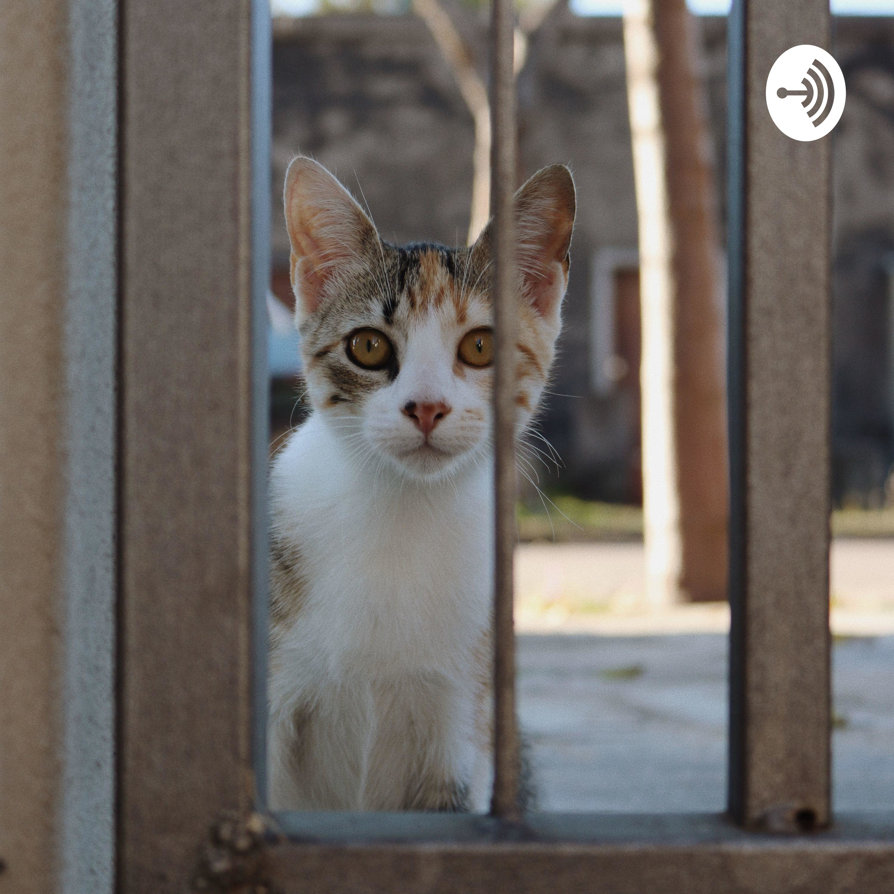 Abandono de gatos