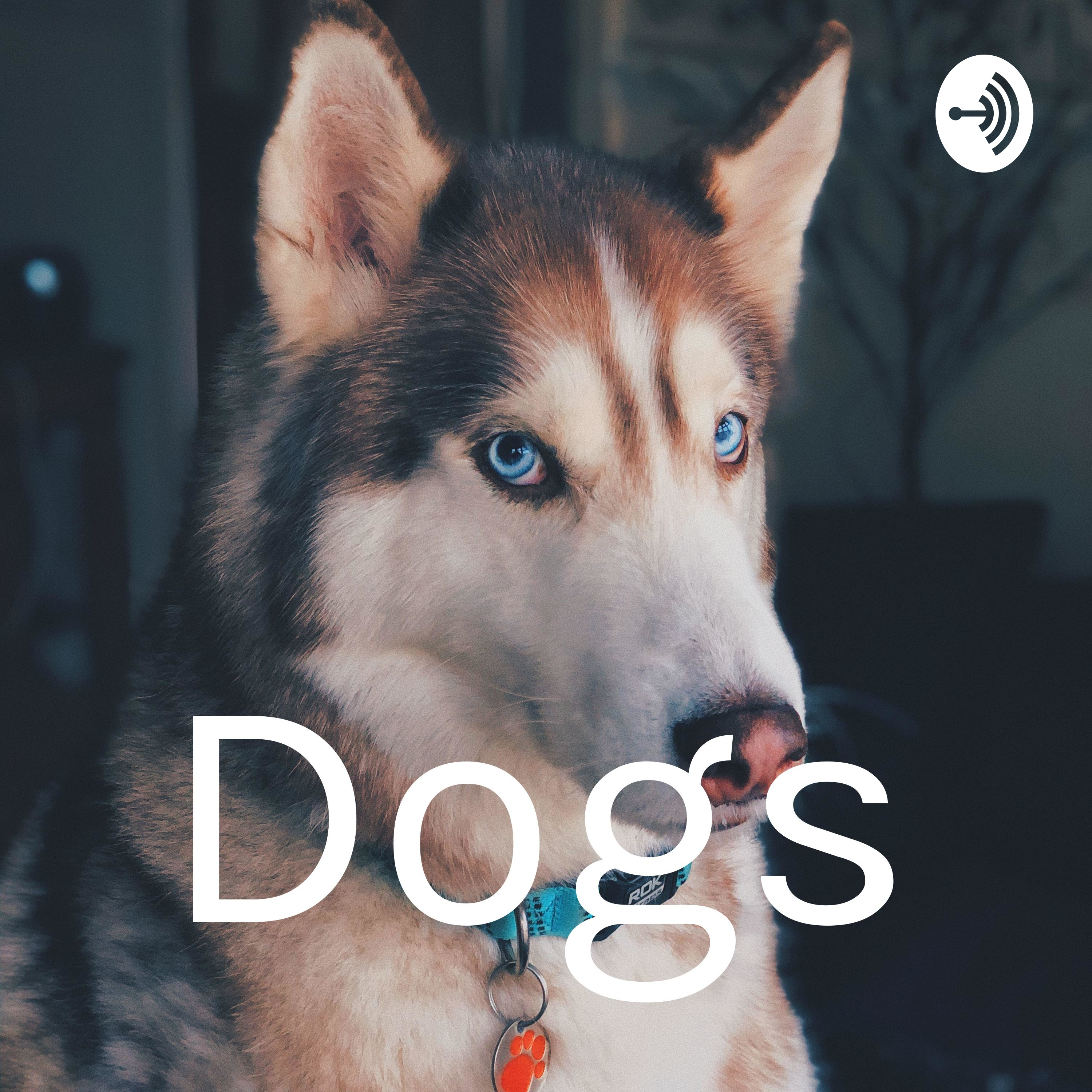 Dogs