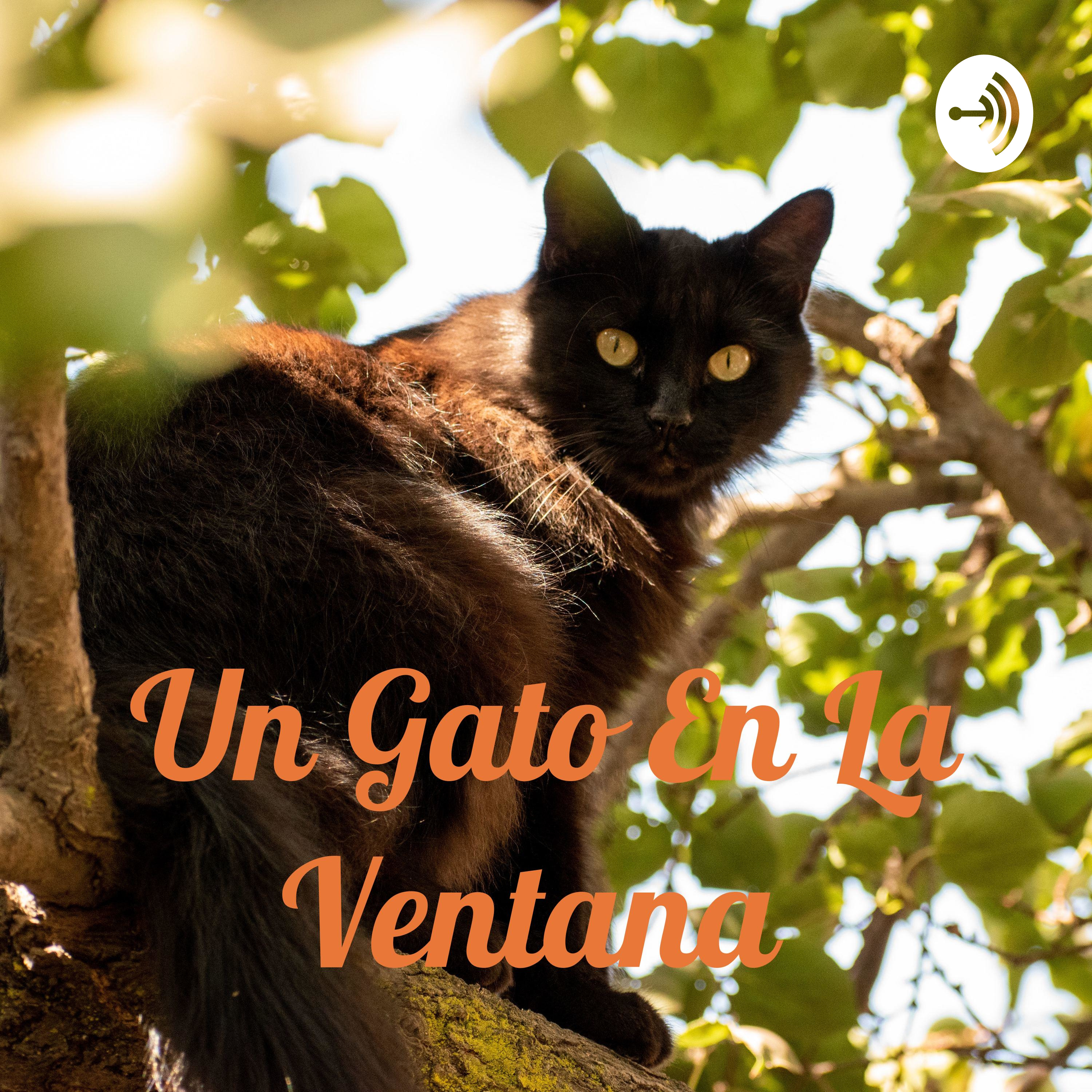 Un Gato En La Ventana