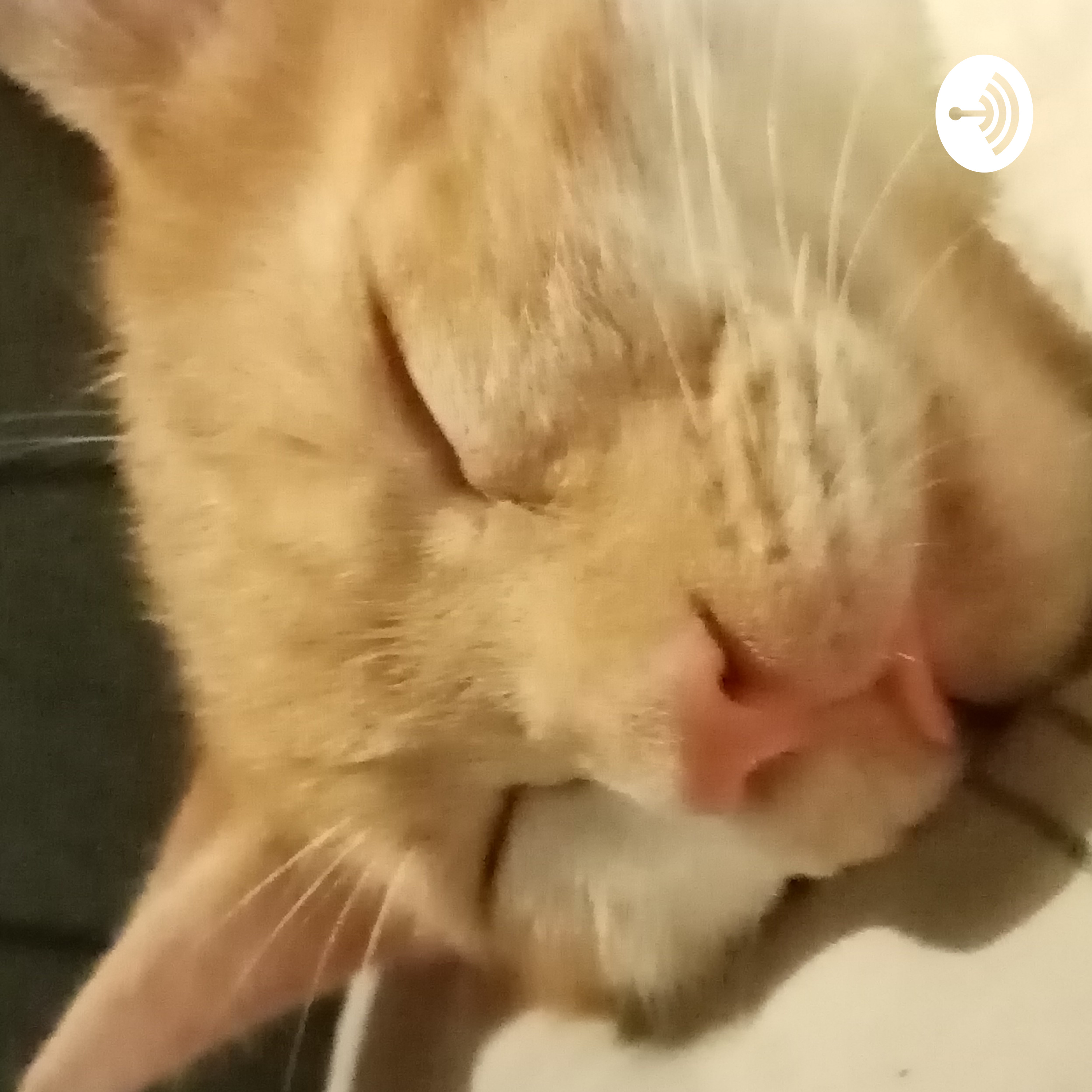 Quesadillas Calientes