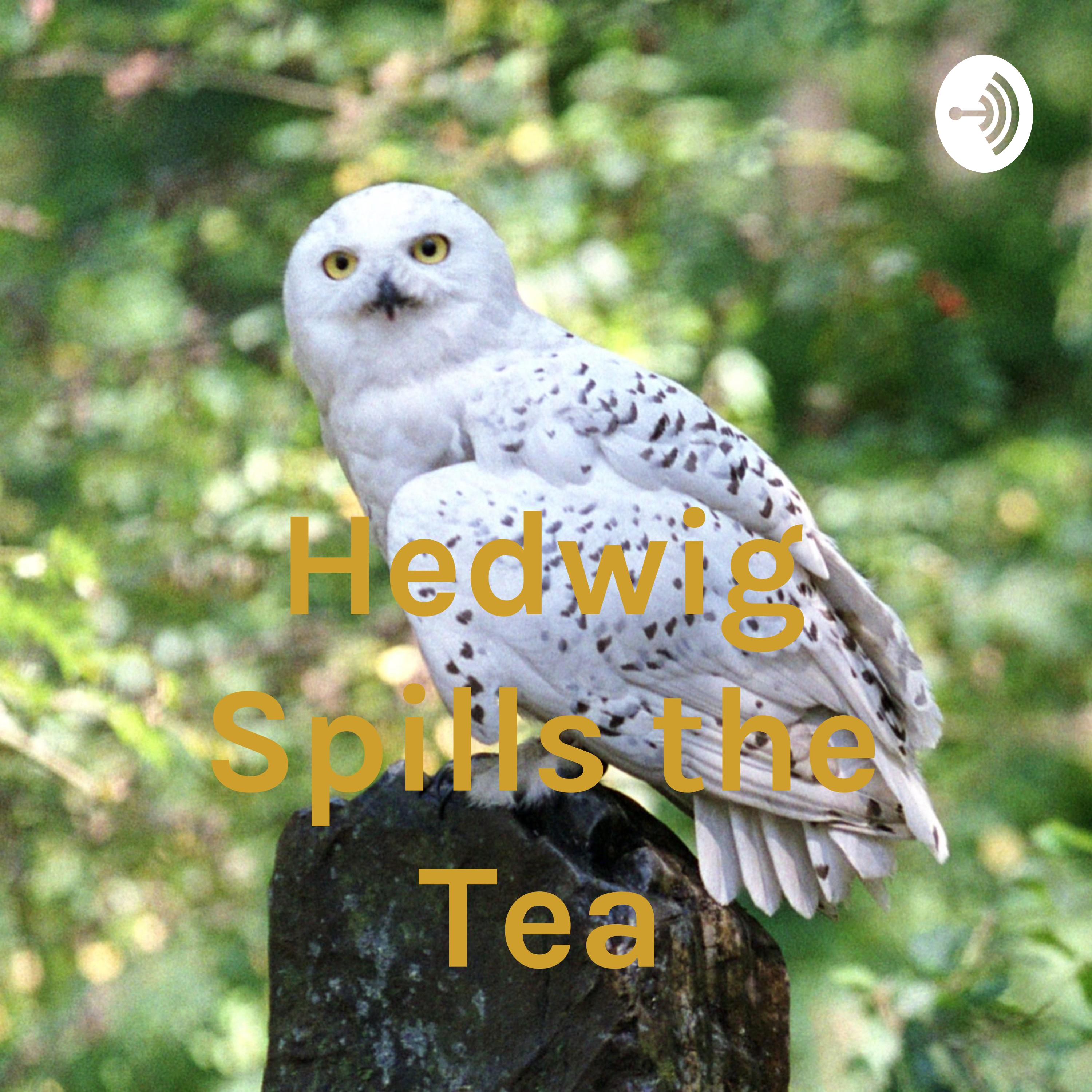 Hedwig Spills the Tea