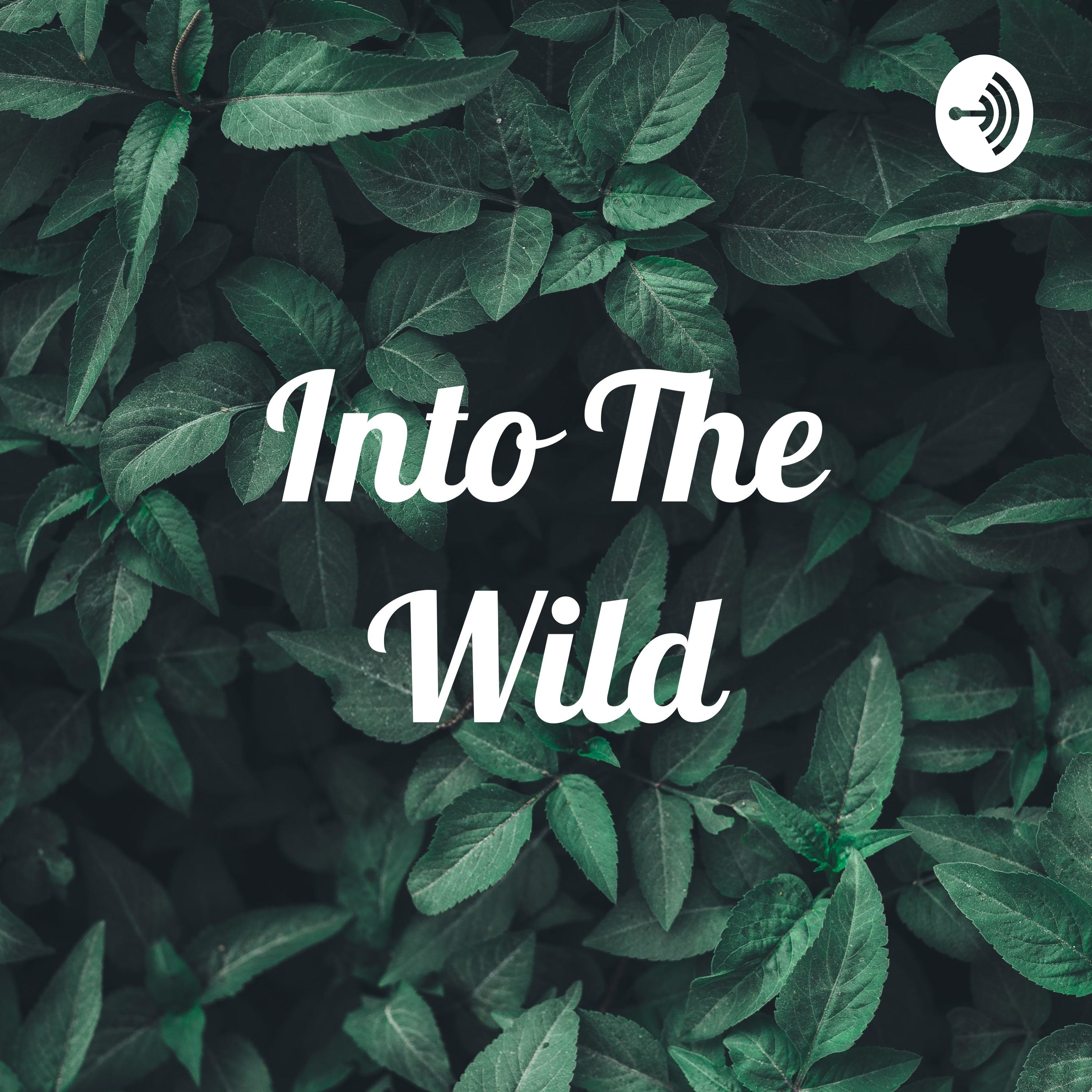 Into The Wild