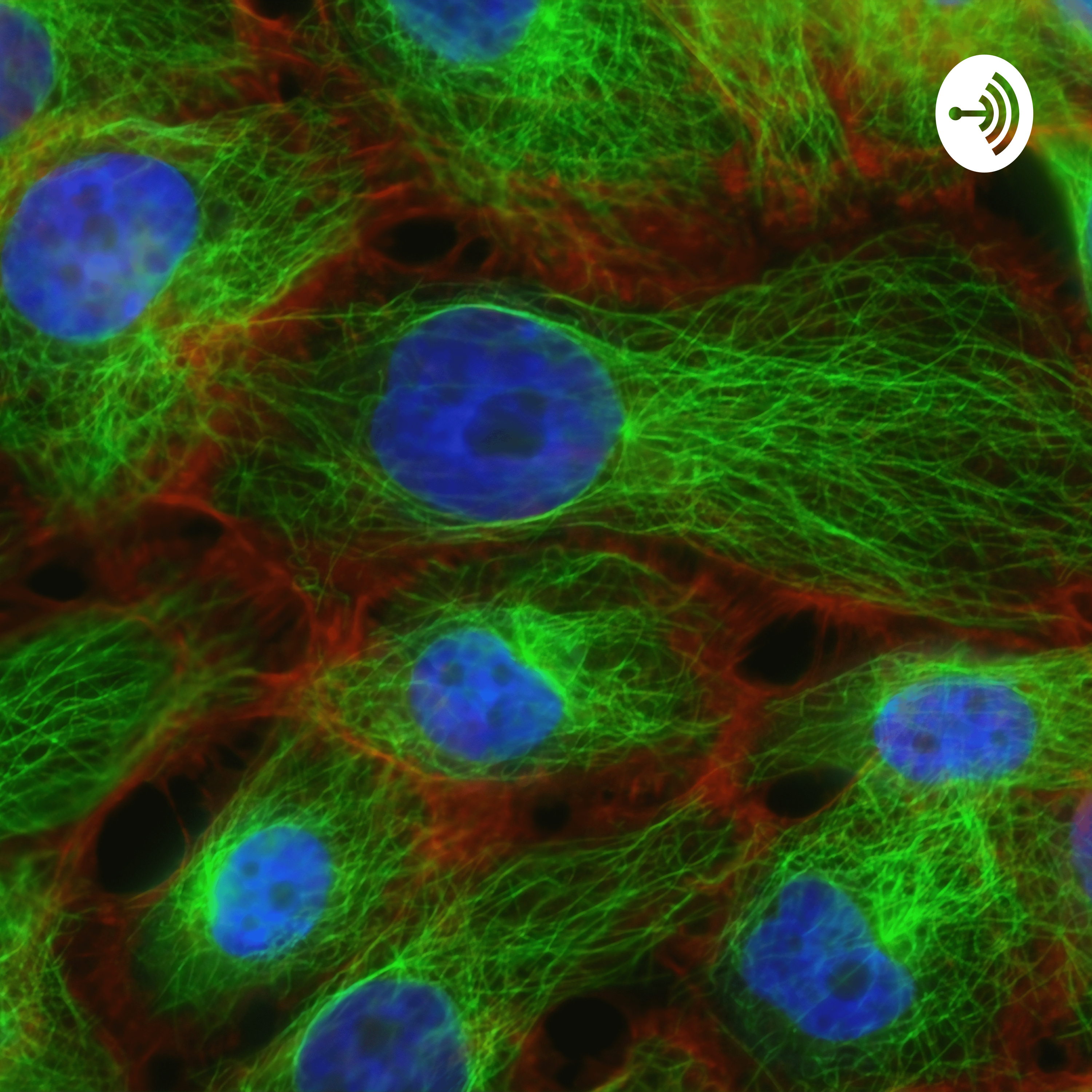 The Structure And Functions Of Cell Organelles