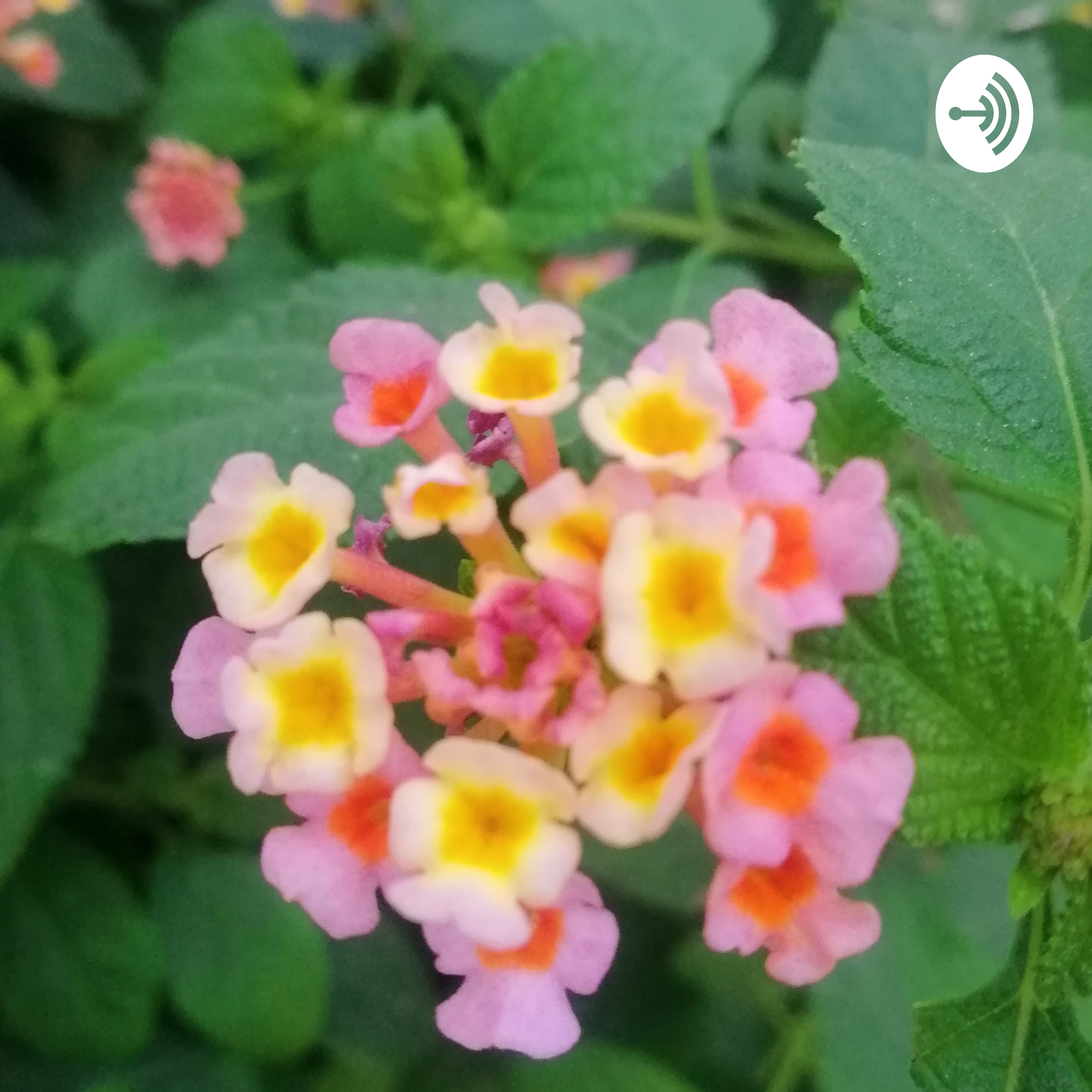 thali Hadodu... A Kannada Friends PODCAST cover