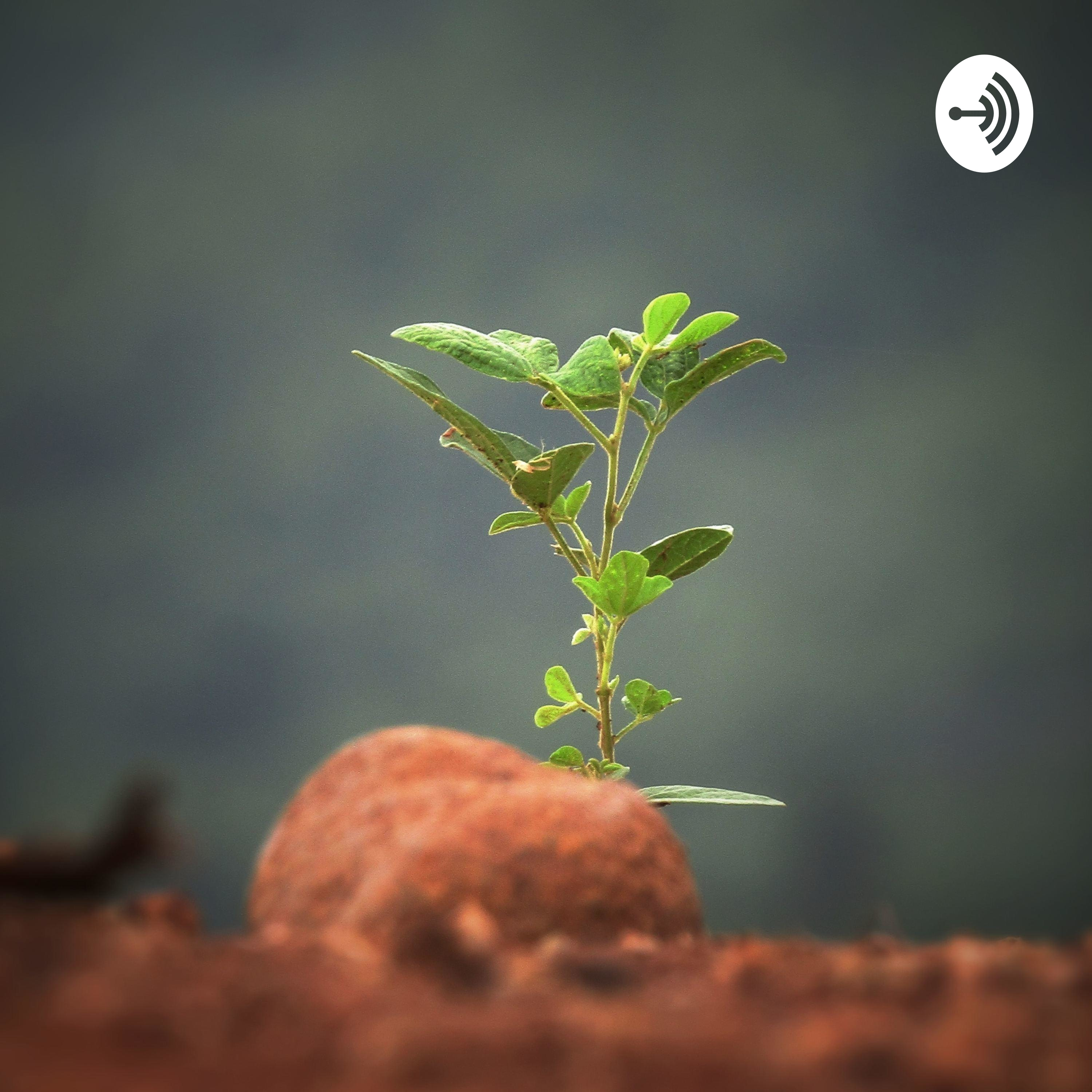 از کاشت تا برداشت podcast artwork