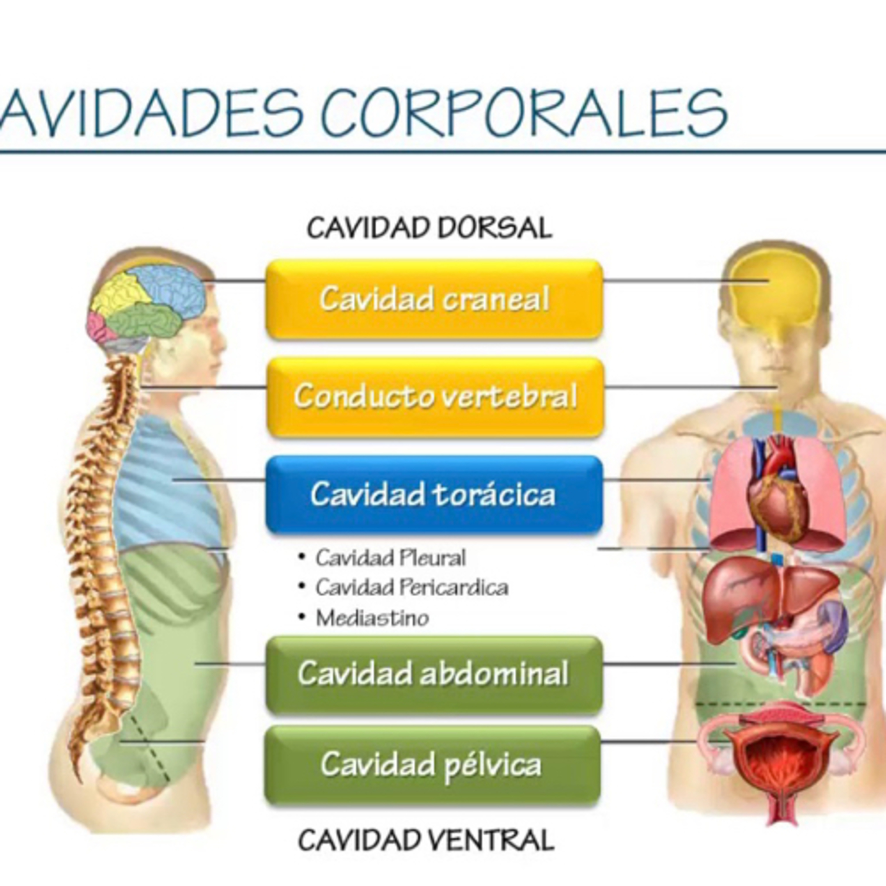 Consideraciones anatómicas y fisiológicas. 