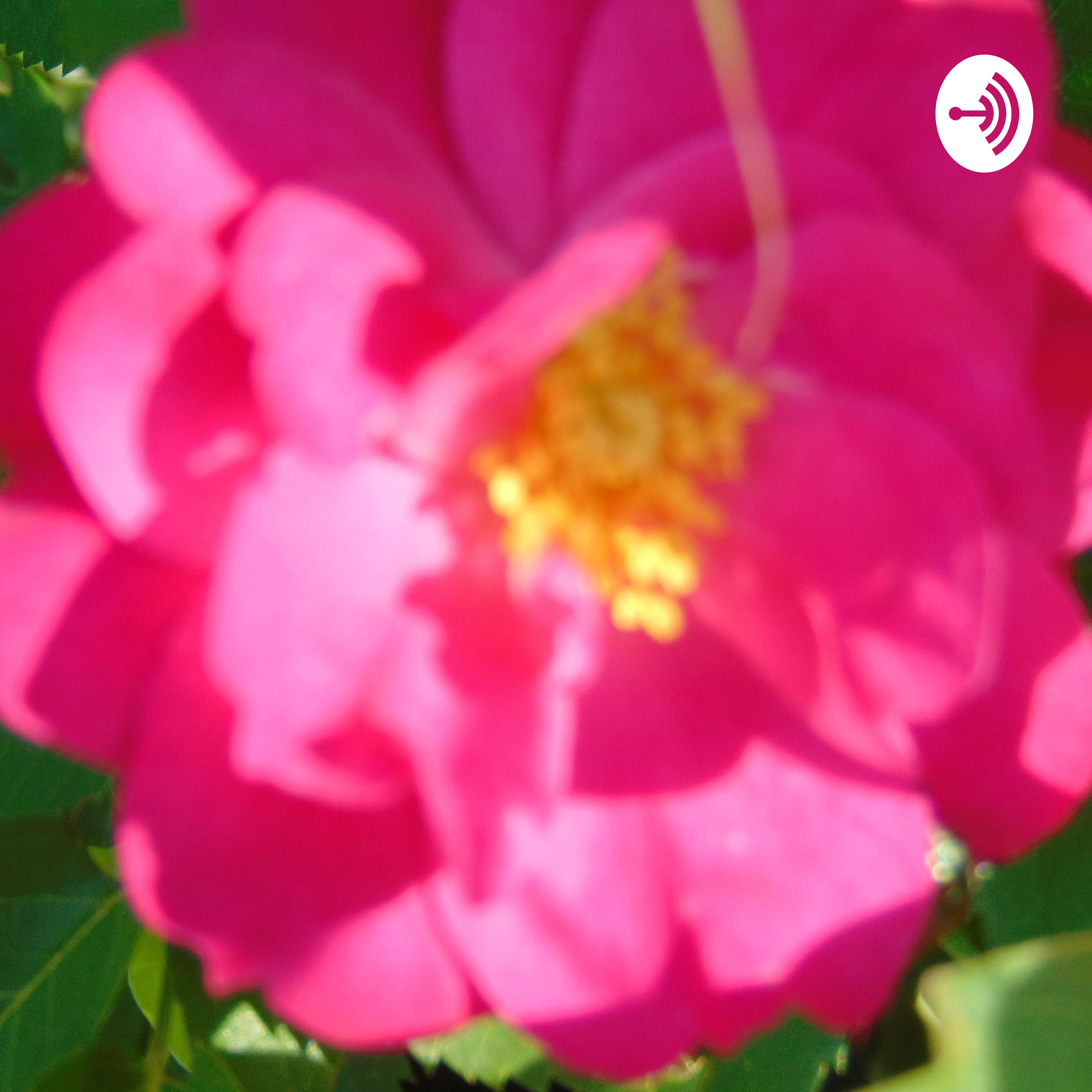 Logo of the podcast Gardenia Patsy Huile Essentielle Plante sauvage médicinale Podcast Gardenia Patsy Huile Essentielle Plante sauvage médicinale