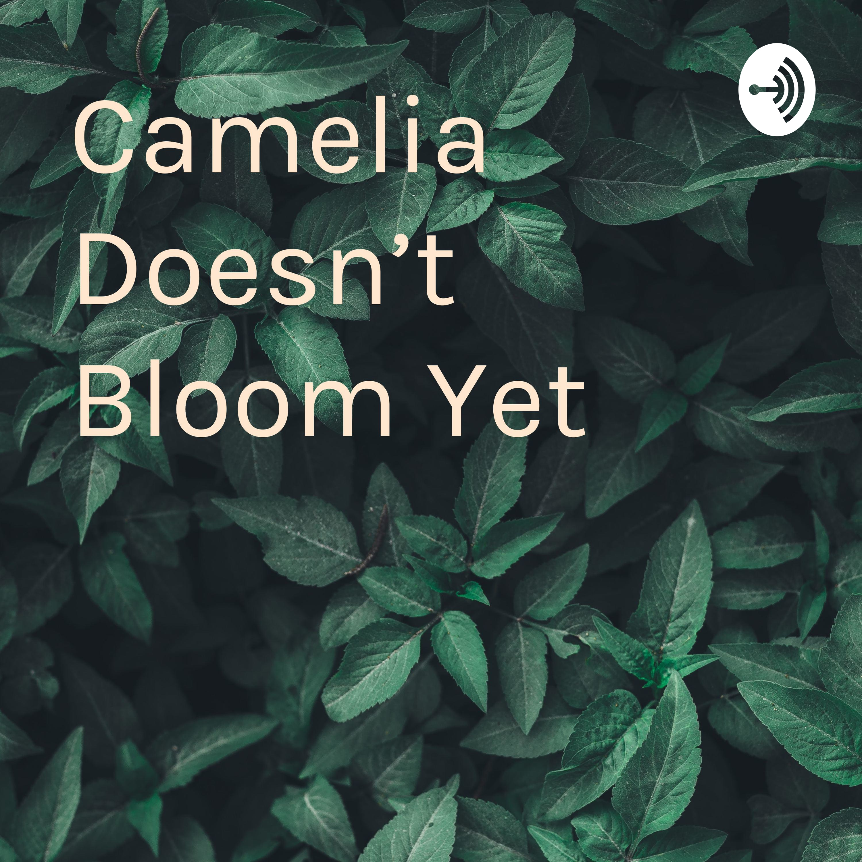 Camelia Doesn't Bloom Yet