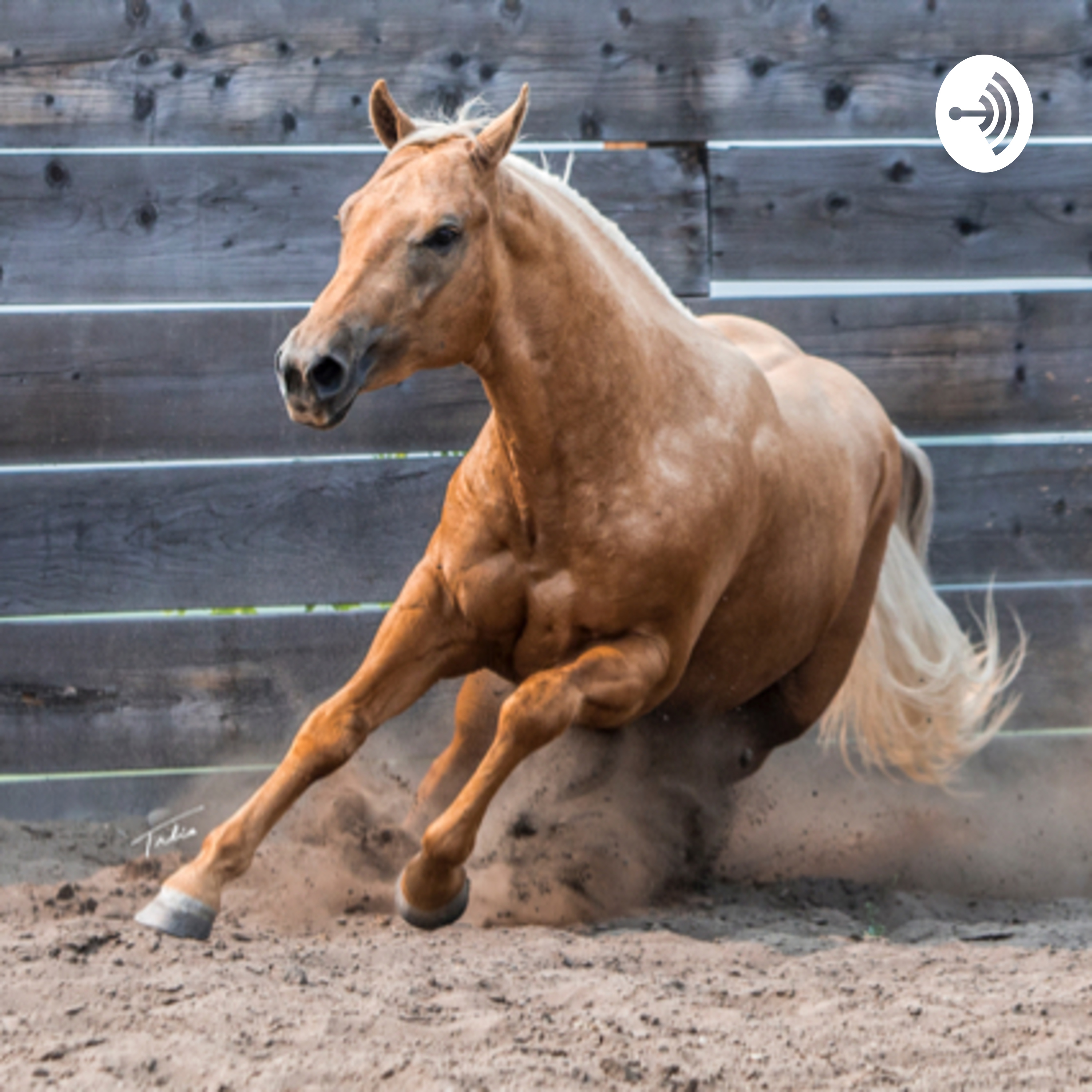 Fast Shiny Horses