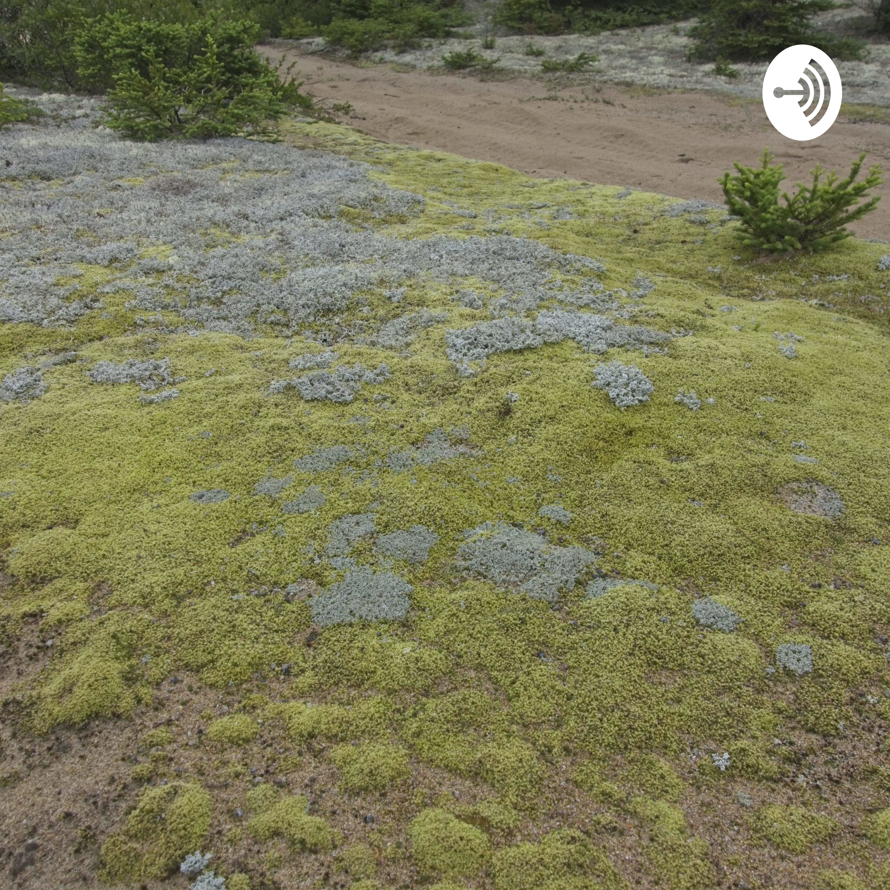 Briofitas Latinoamérica
