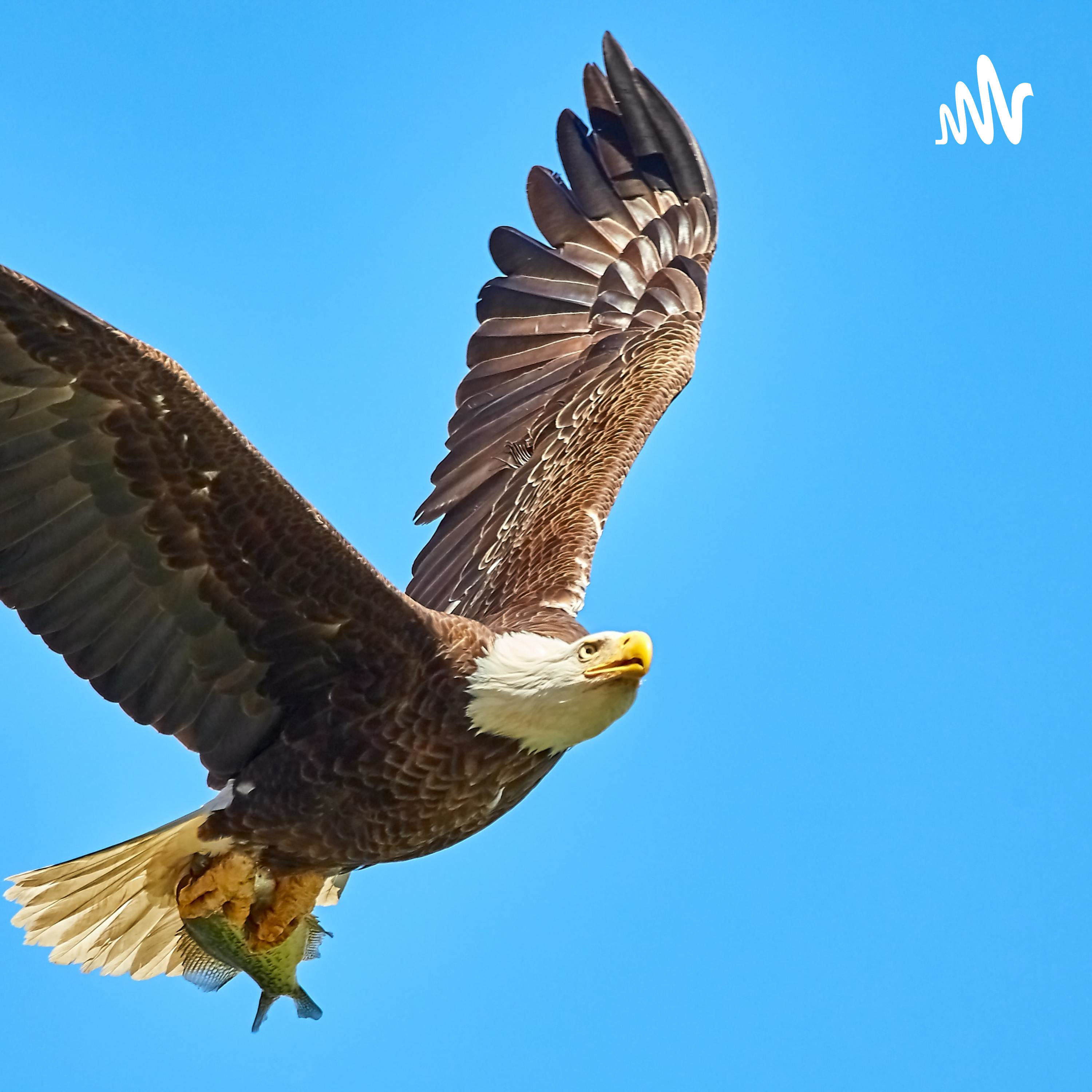 Fundación Raising Eagles cover art