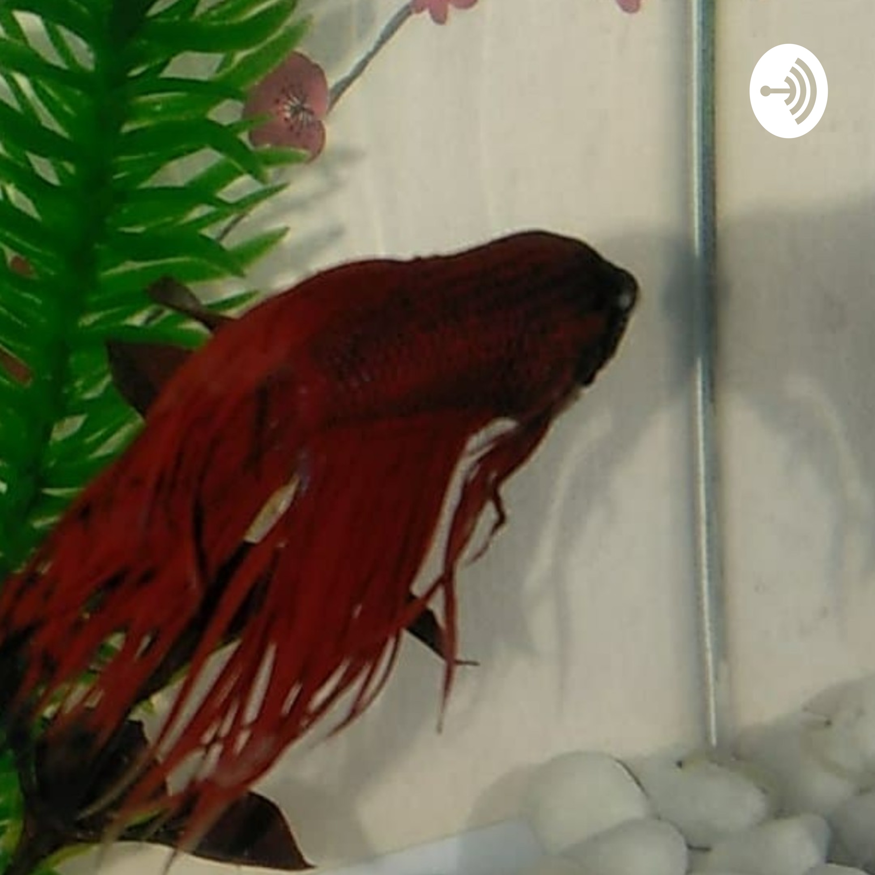 Betta Cast
