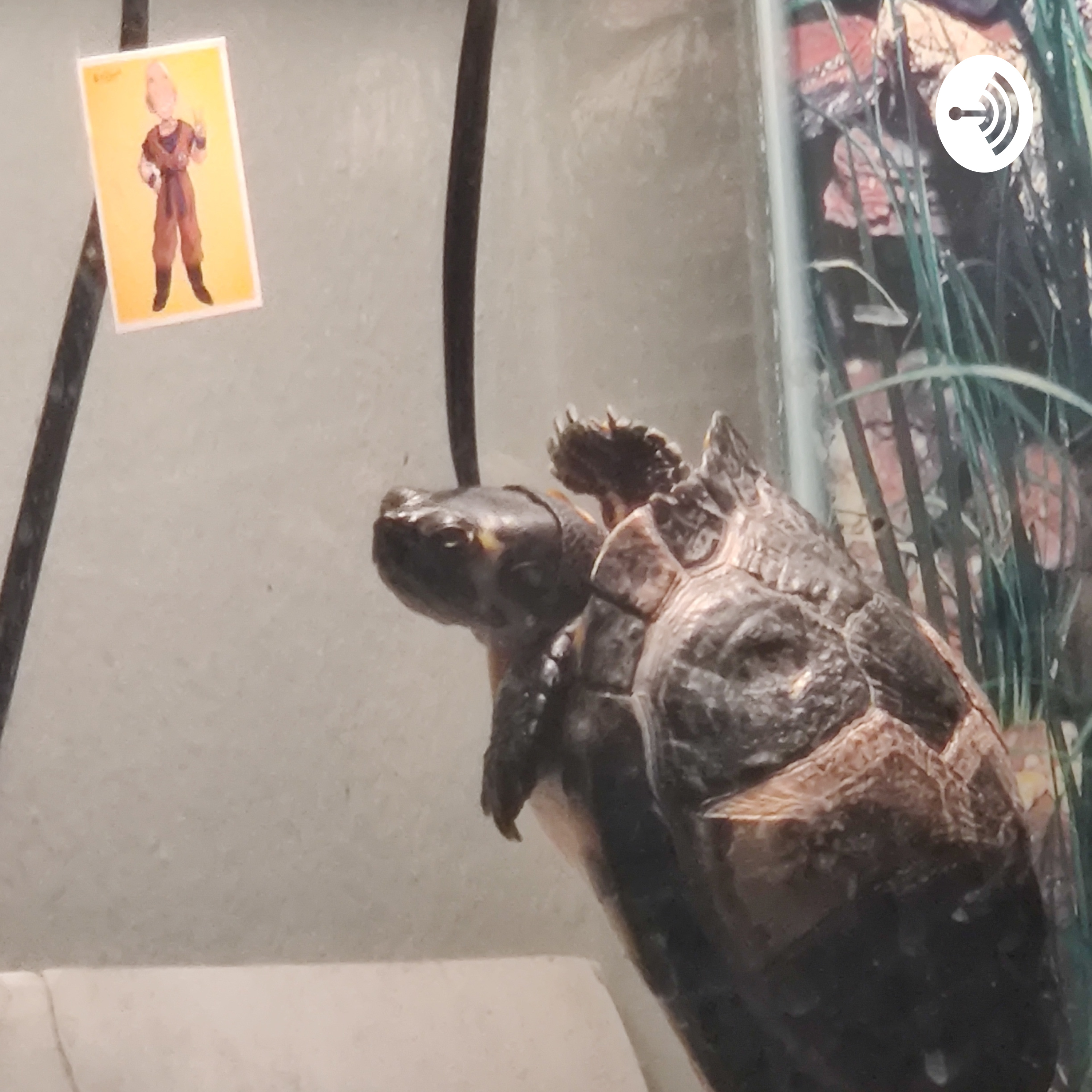 Sh*t Poster Supreme podcast artwork
