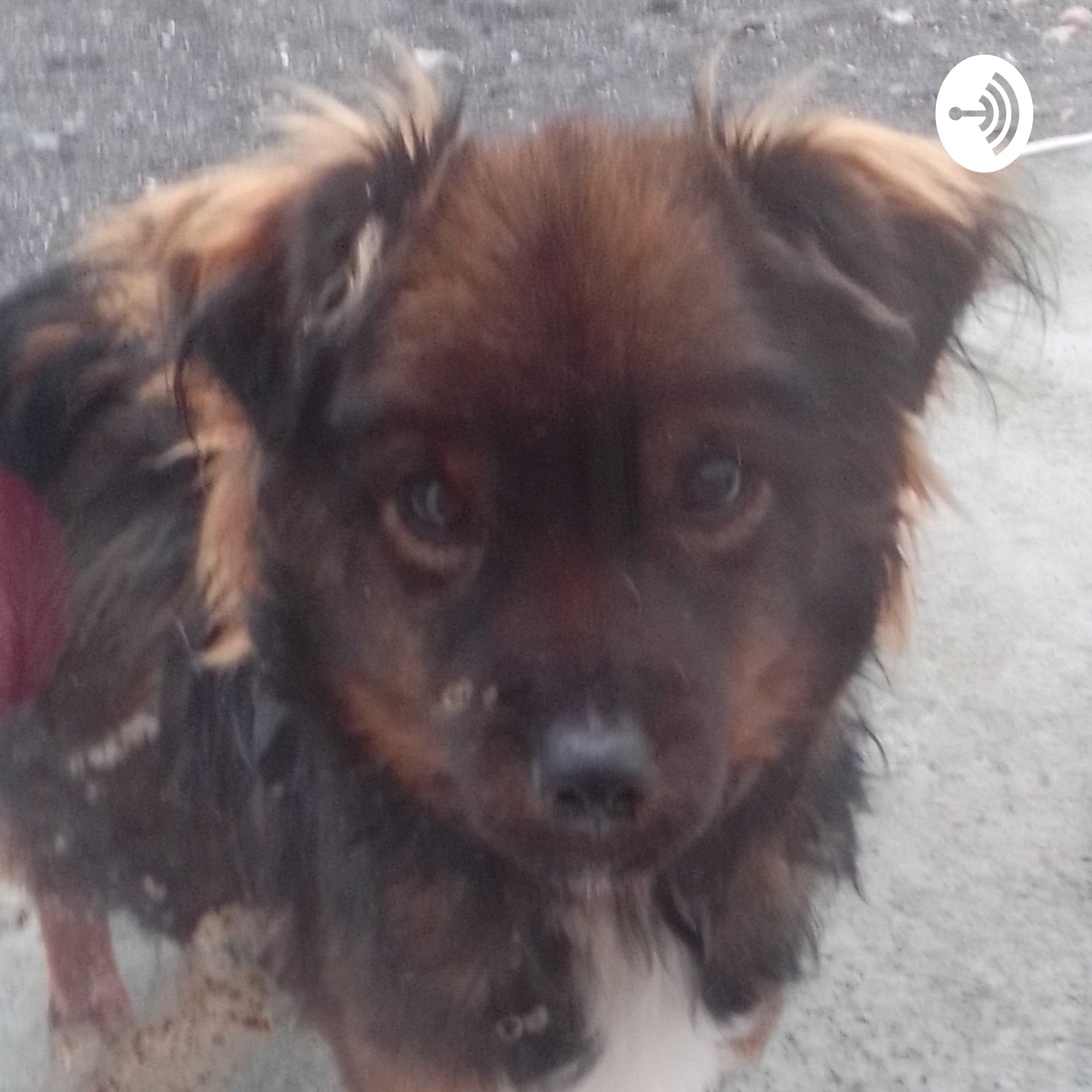 Cuentos De Rayén podcast artwork