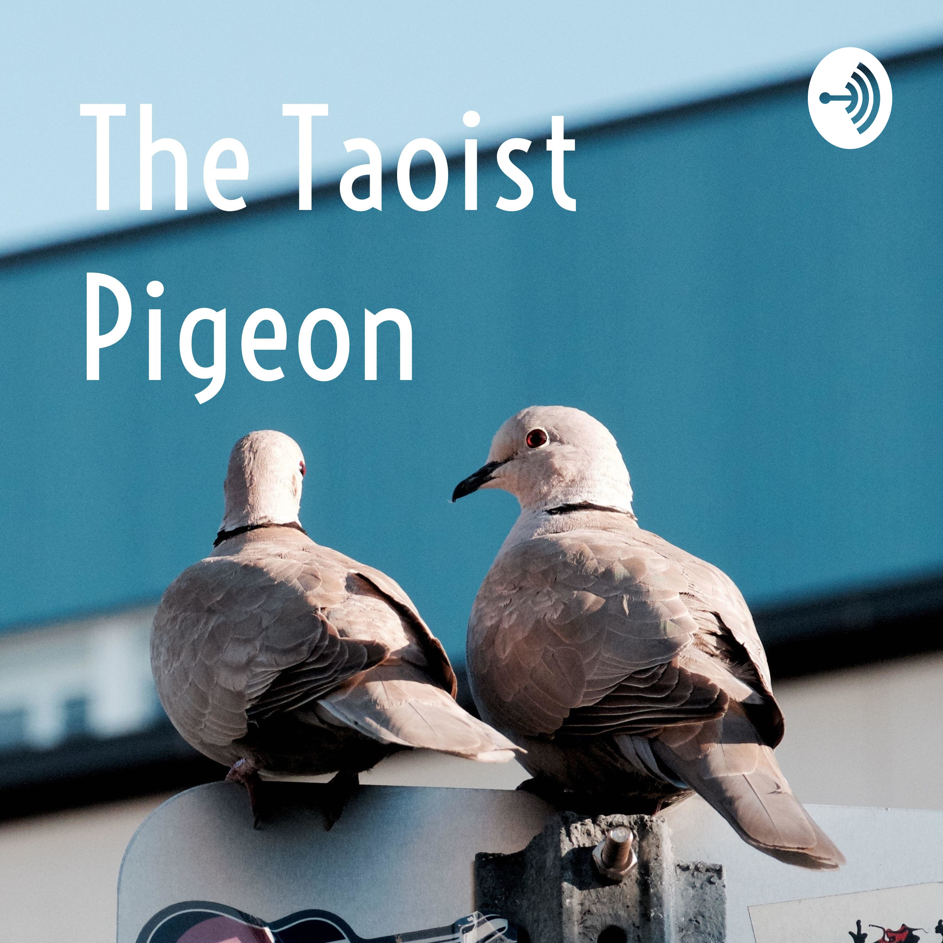 The Taoist Pigeon 