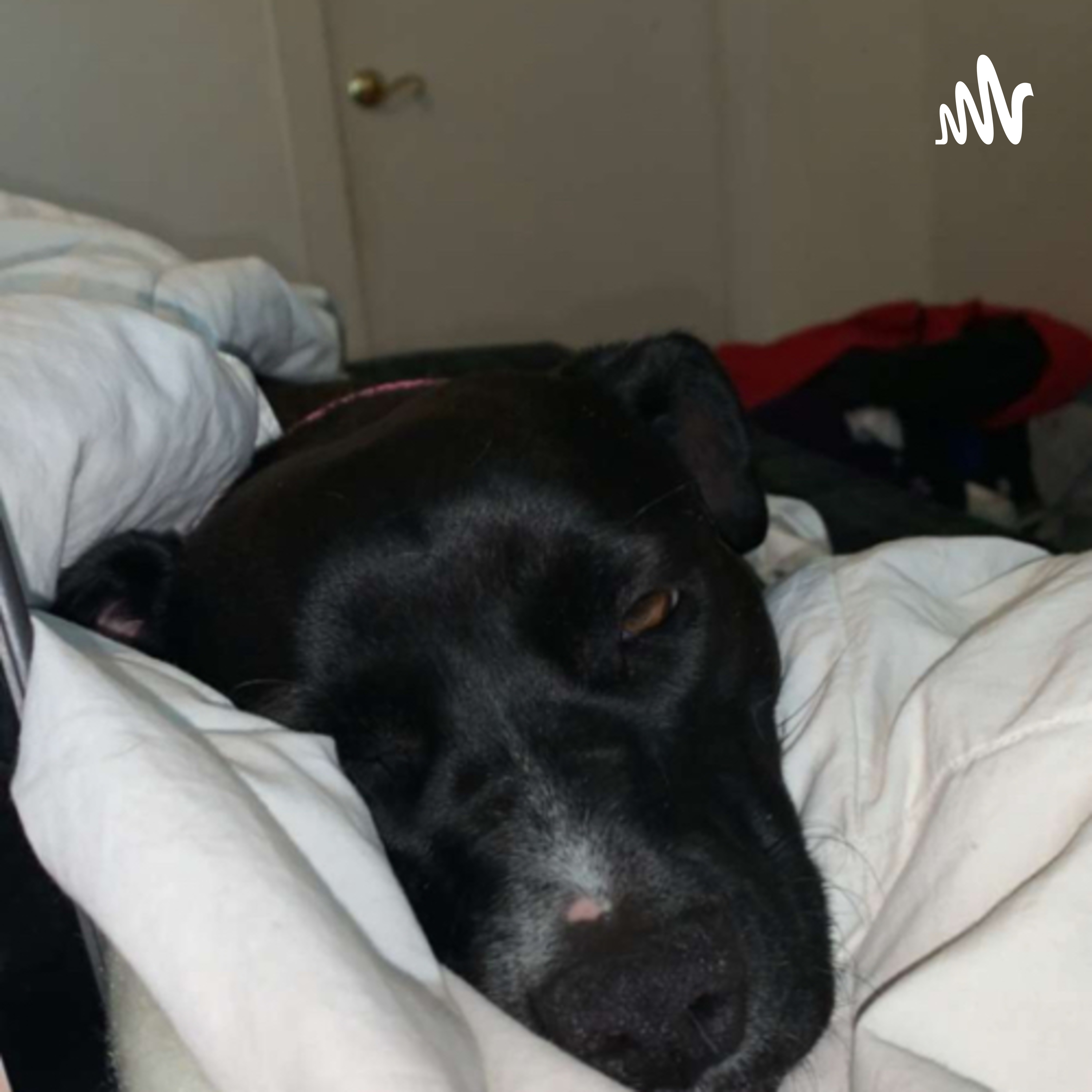 Wyatt talk thing cover art