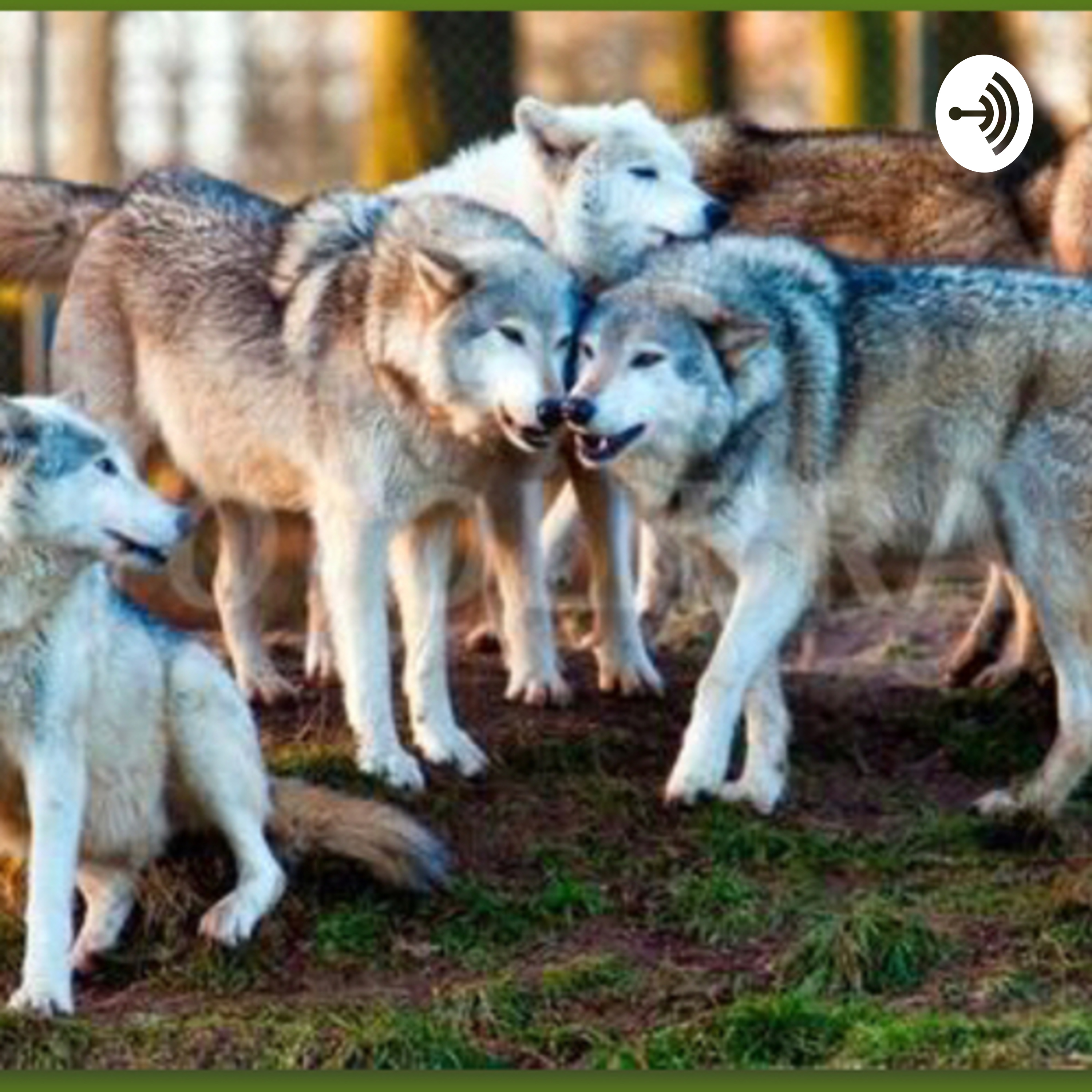 The Wolf Pack