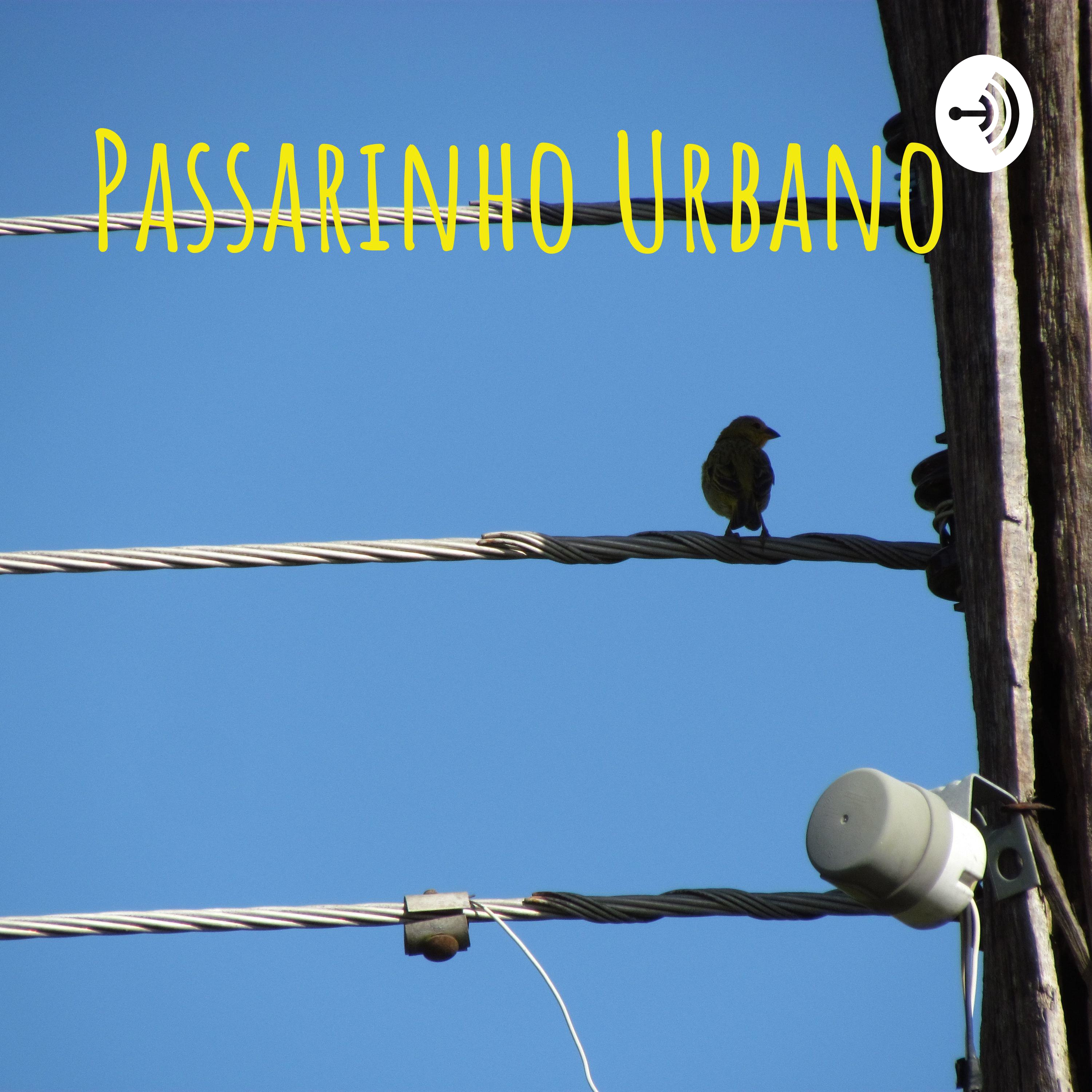 Passarinho Urbano