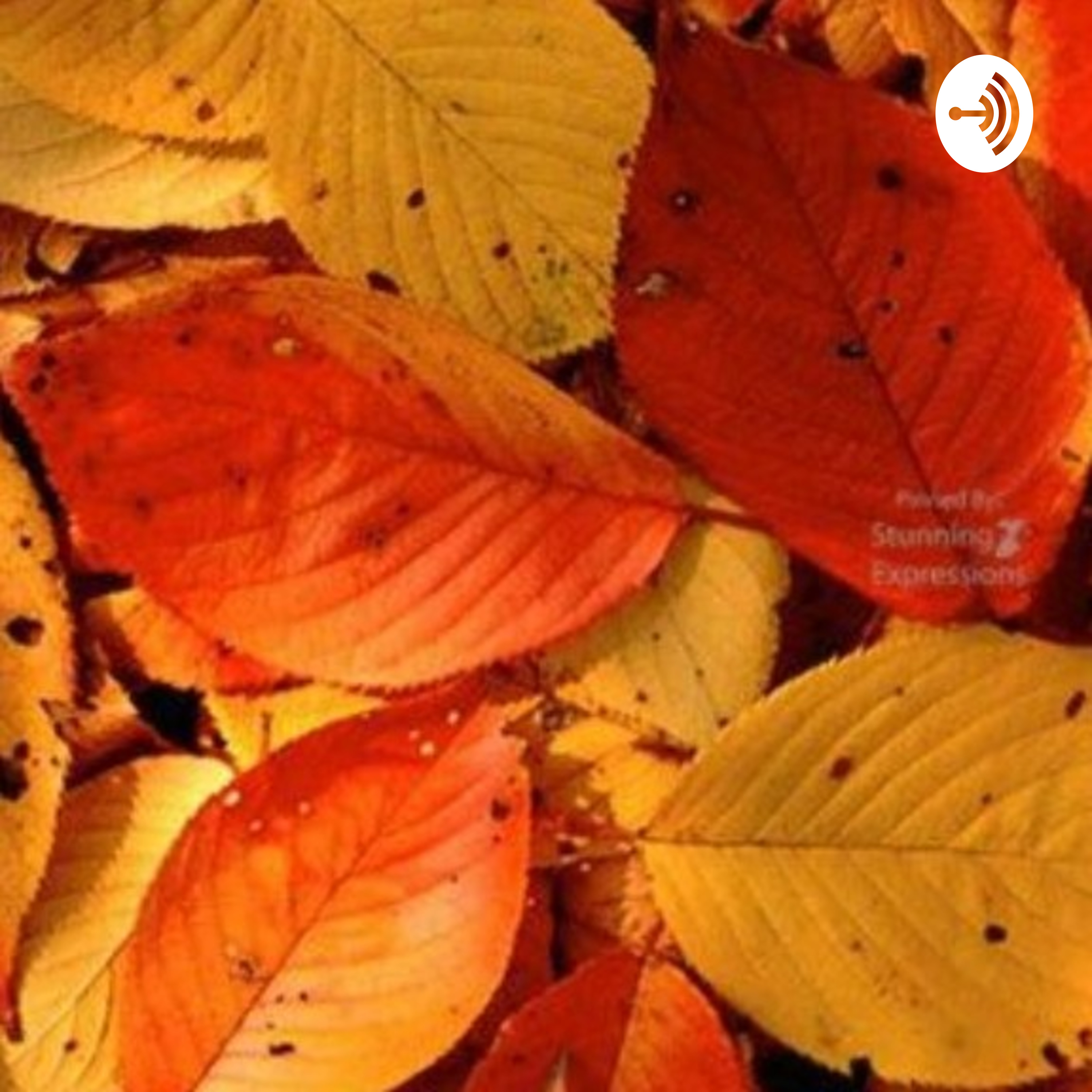 DAUN GUGUR podcast artwork