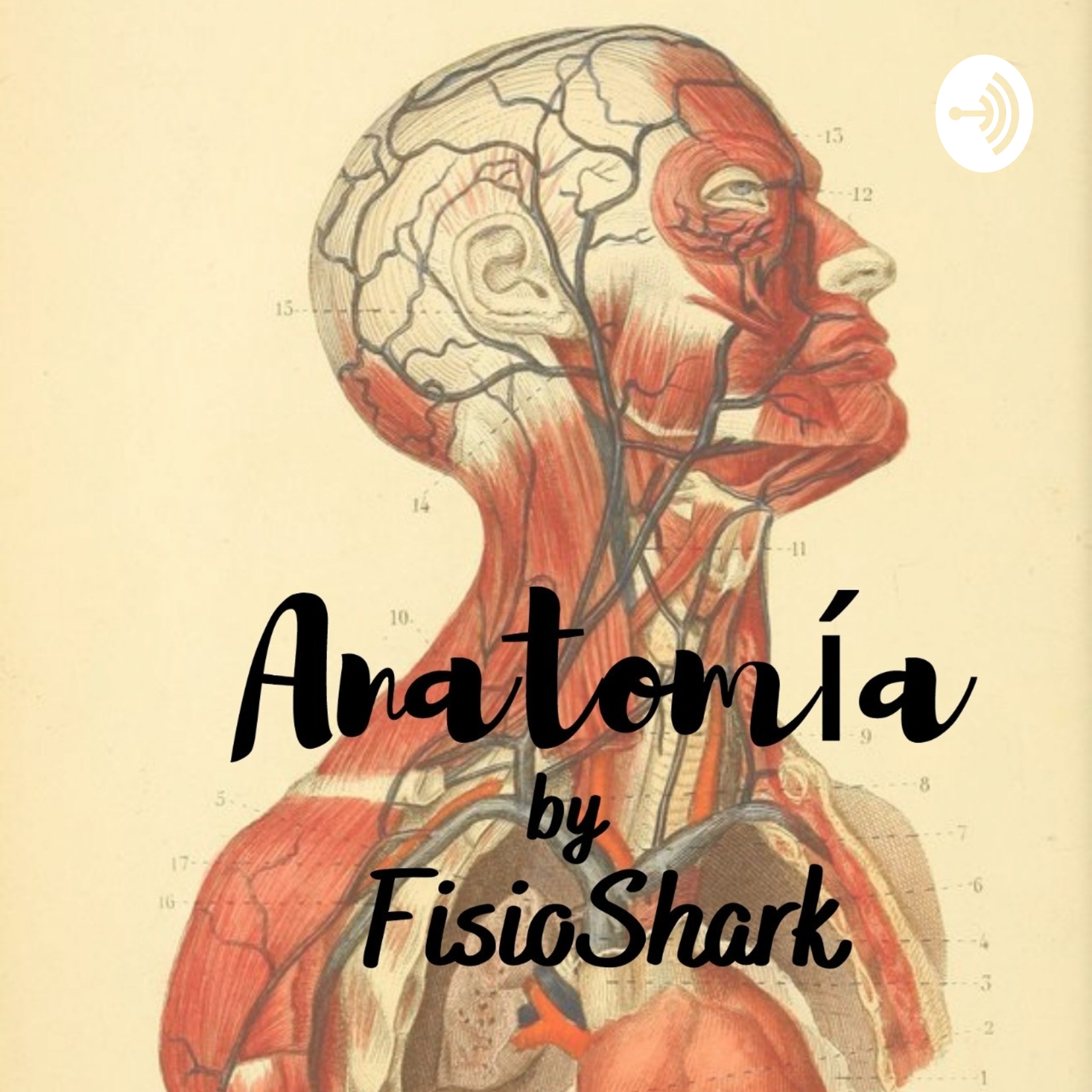 Anatomía By FisioShark