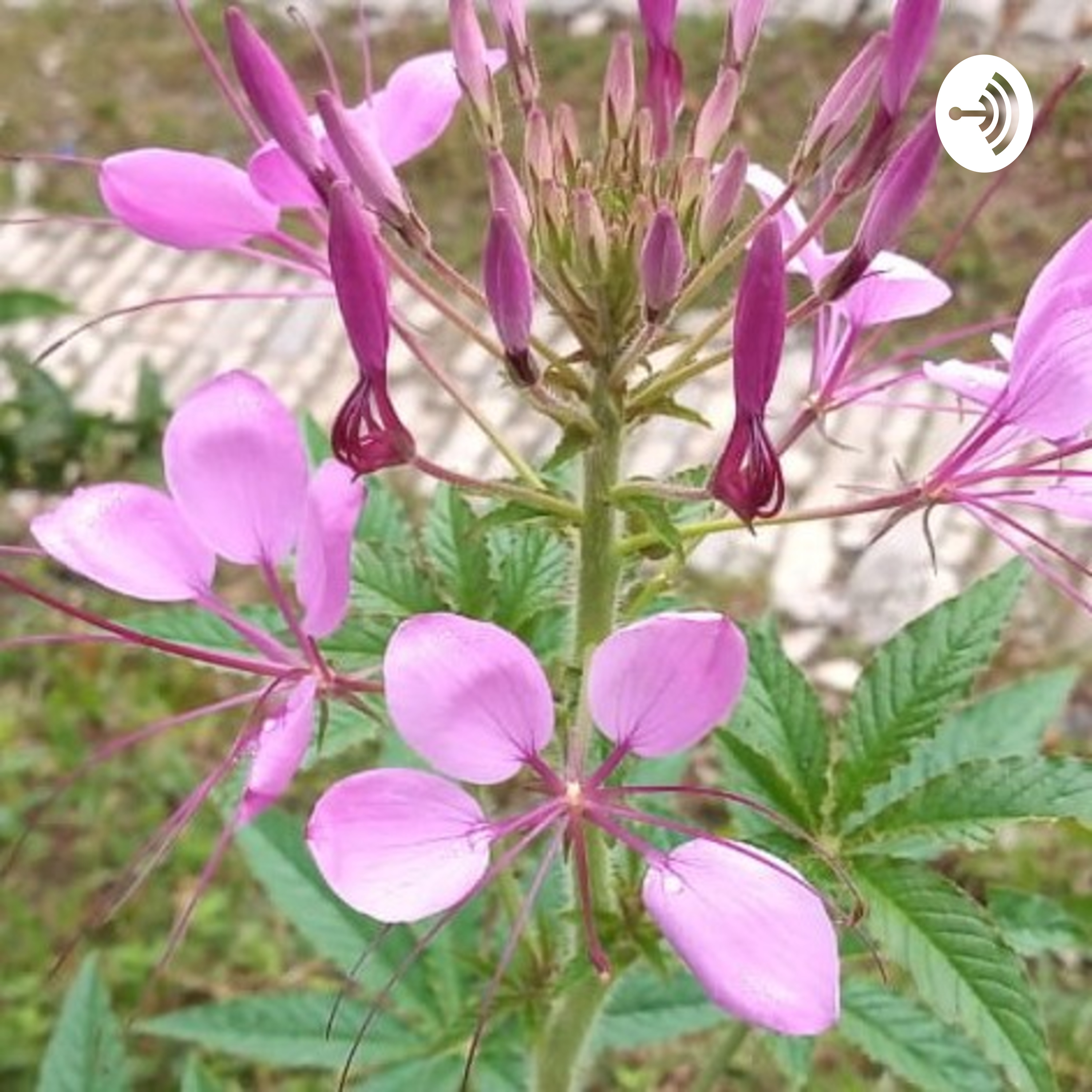 Vereda Campoalegrito