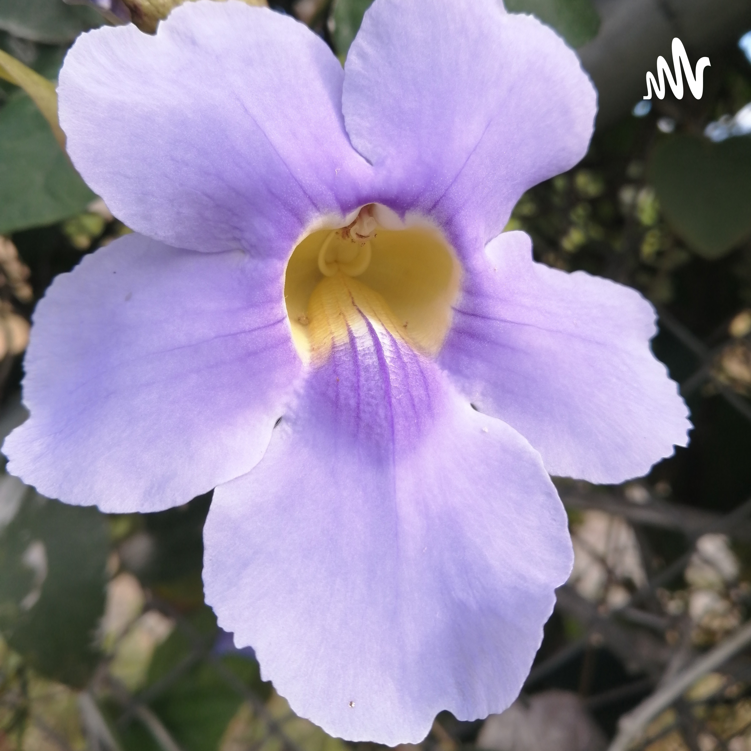 Meditación De La Compasión