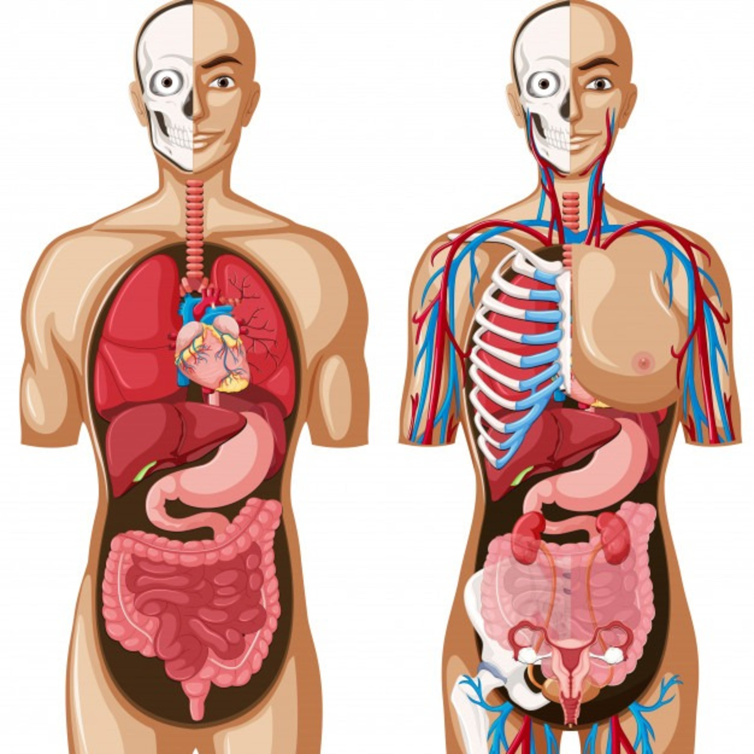 anatomía: los tatuajes.