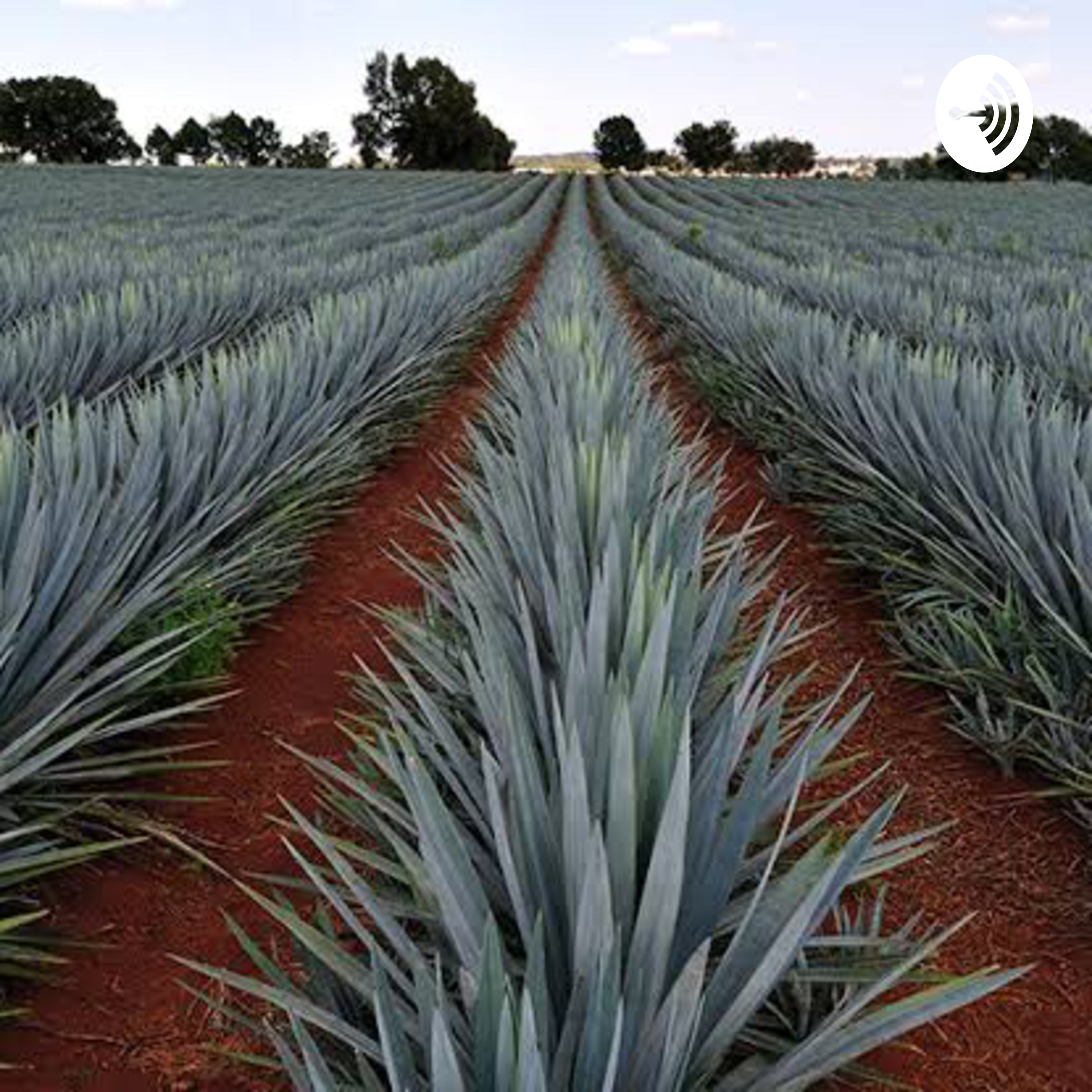 El rincón del agave 