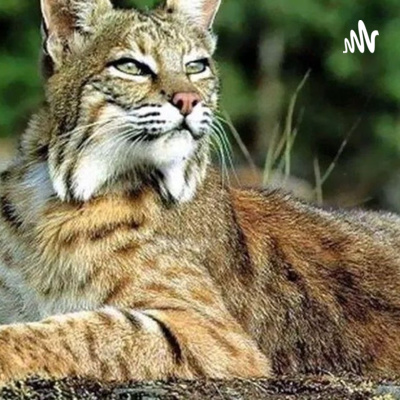 Gato Montes Mexicano • A podcast on Spotify for Podcasters