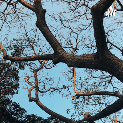 Currently playing episode