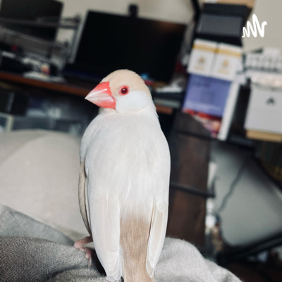 ちなみに (声ログ)