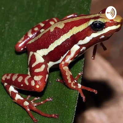 101 Reptiles and Amphibians • A podcast on Spotify for Podcasters