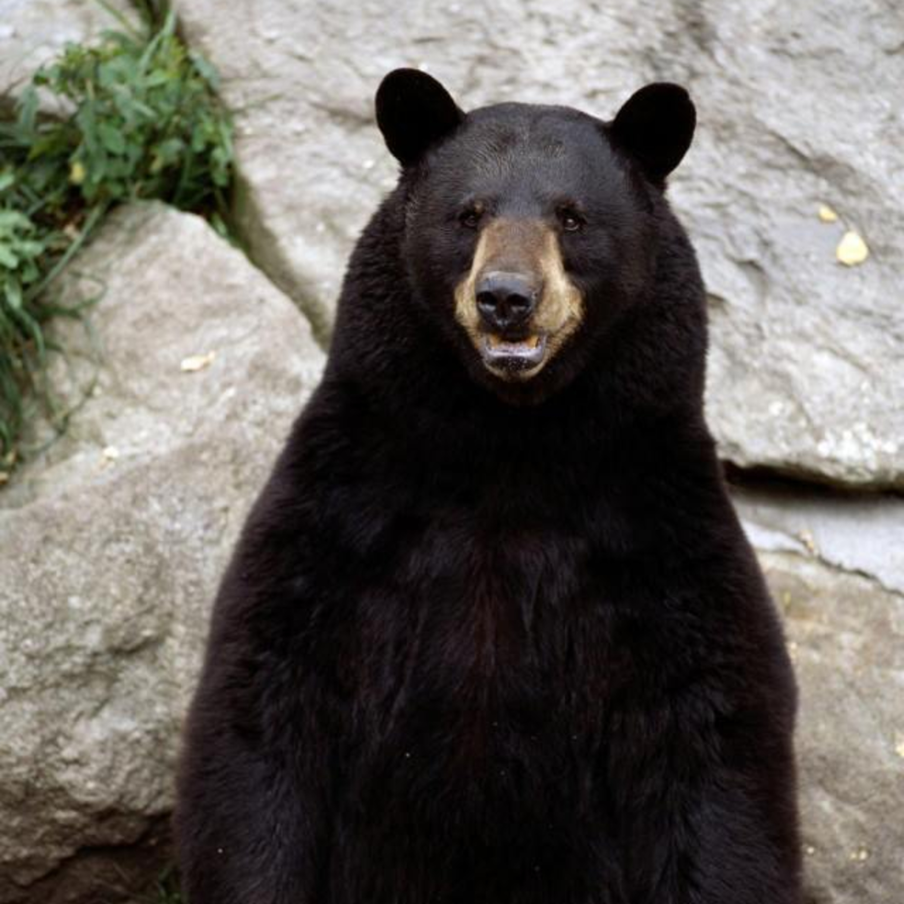 NO COUNTRY FOR BEARS SEASON 3 EPISODE ONE: PAPA BEAR HAS RETURNED episode artwork
