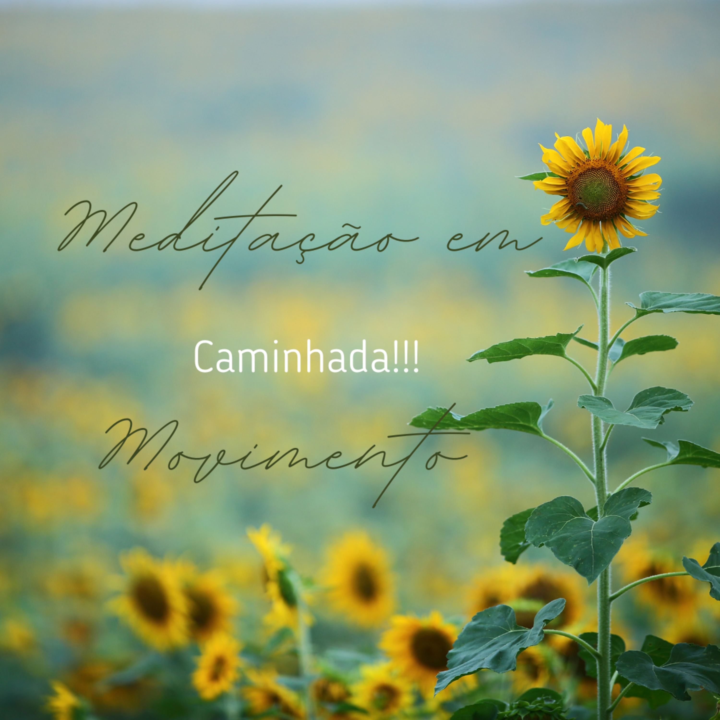Meditação - Consciência do Movimento 